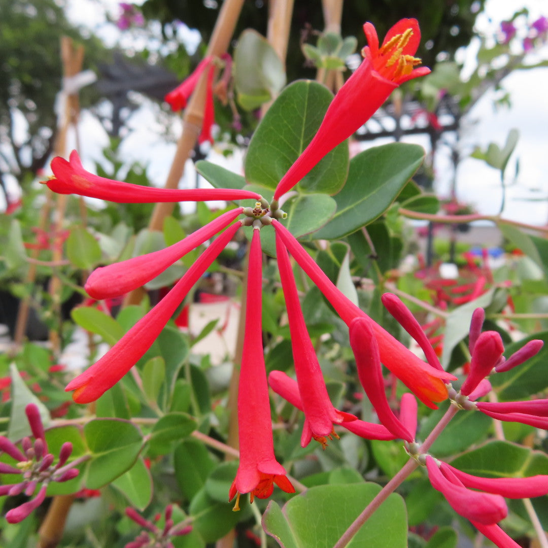 Coral Honeysuckle Vine