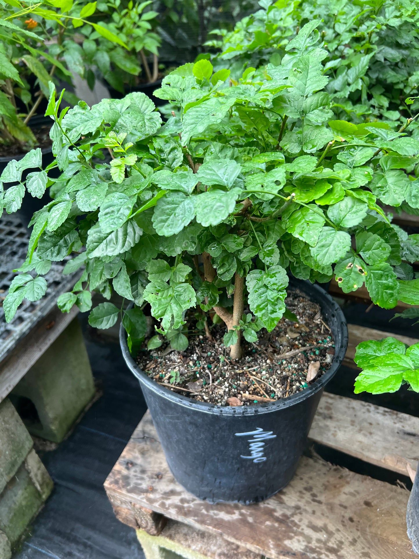 Cape Honeysuckle 3G