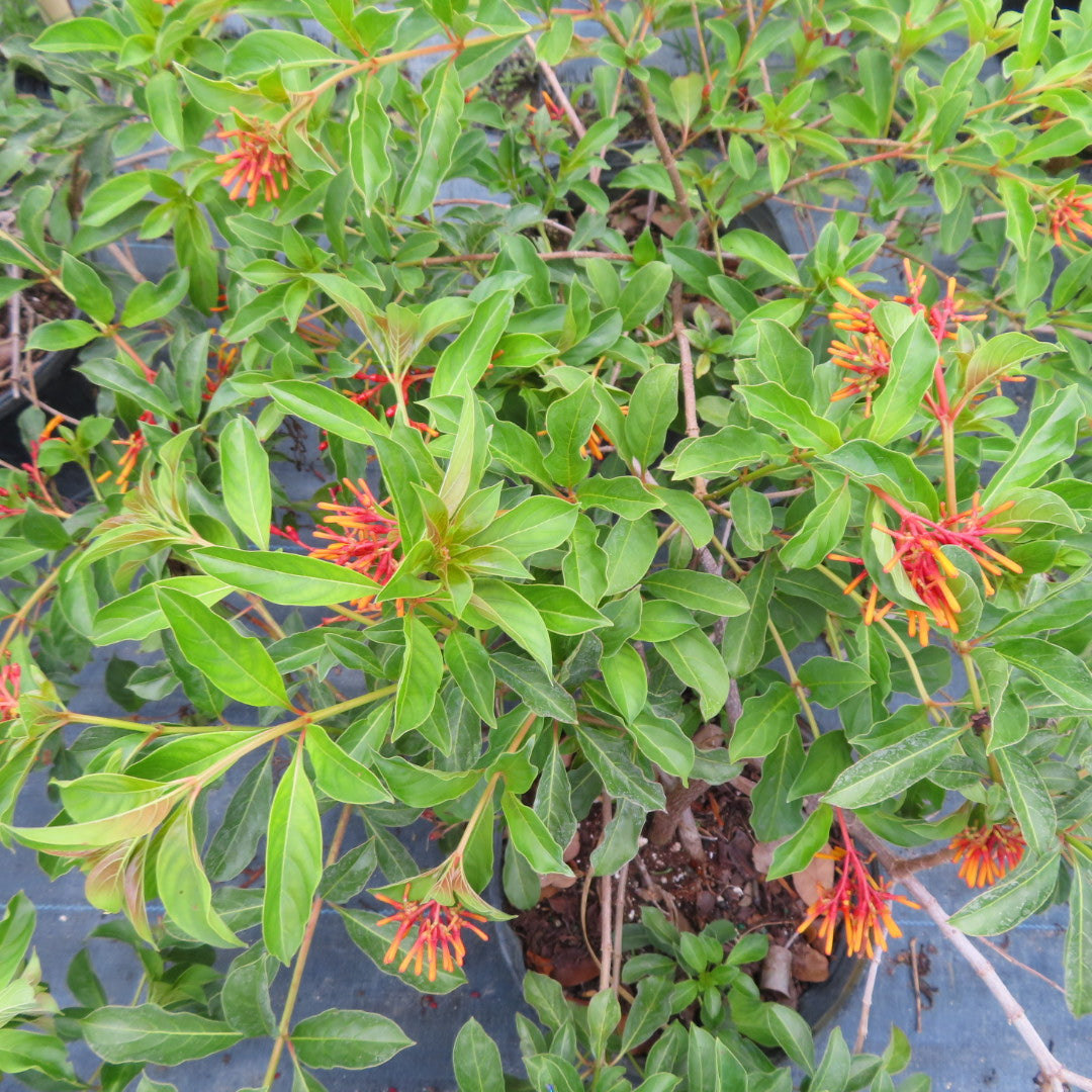 Firebush Dwarf