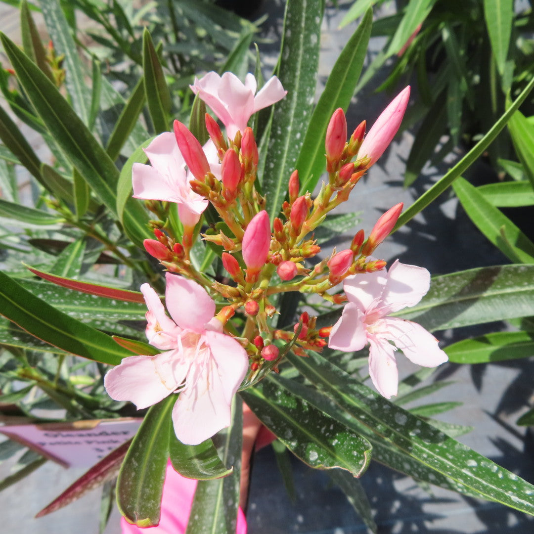 Oleander Petite Dwarf