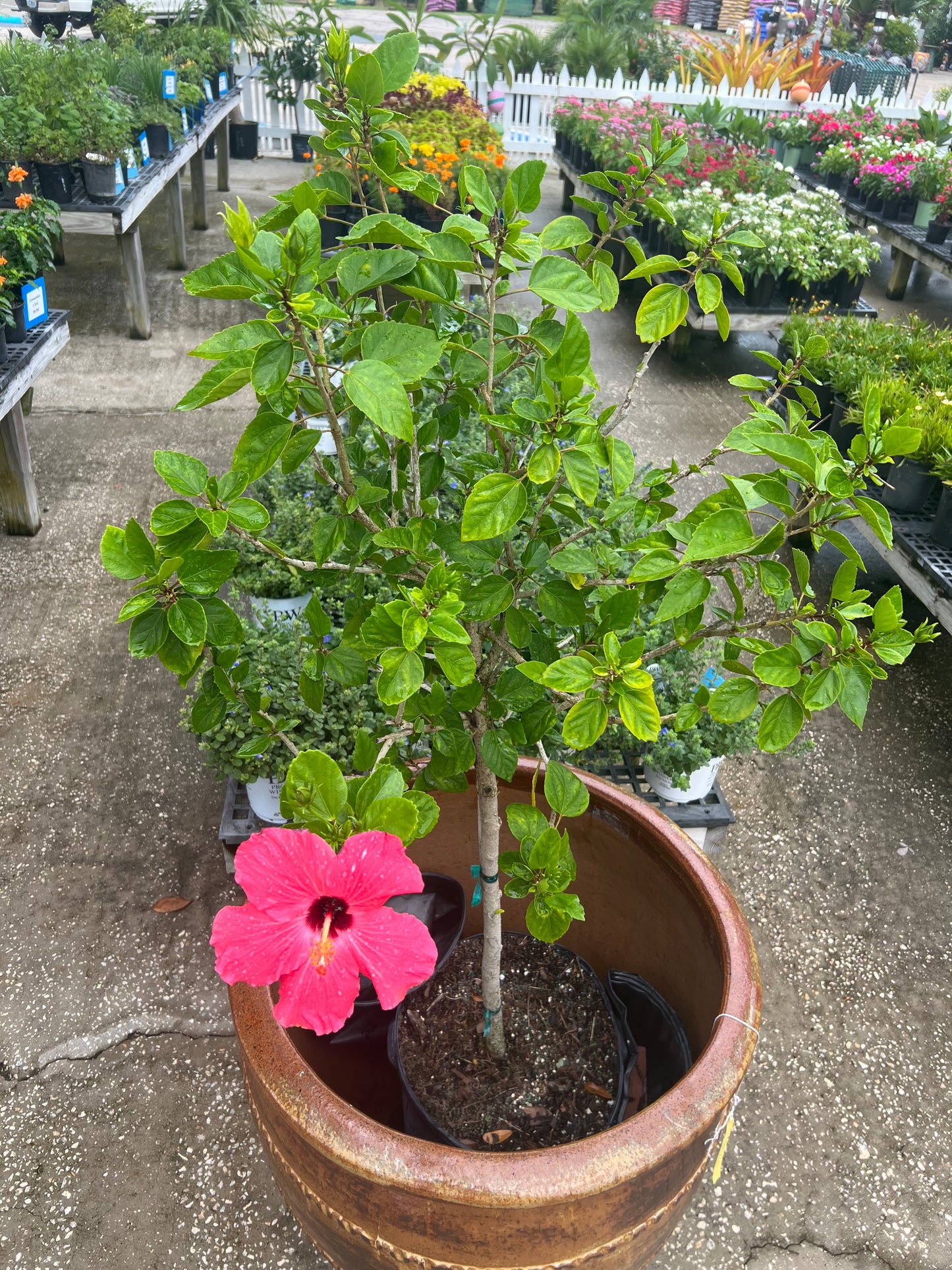 Hibiscus Trees