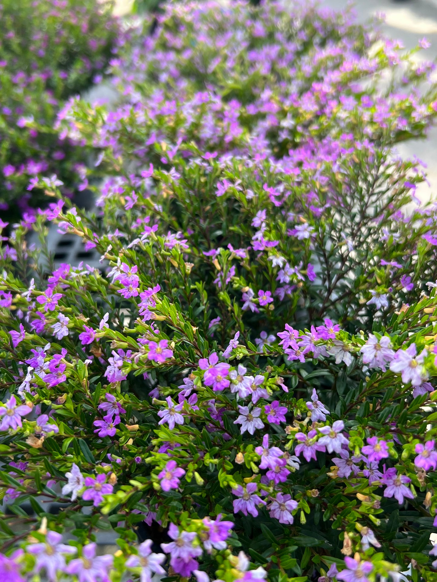 Cuphea Mexican Heather (Hyssopifolia)
