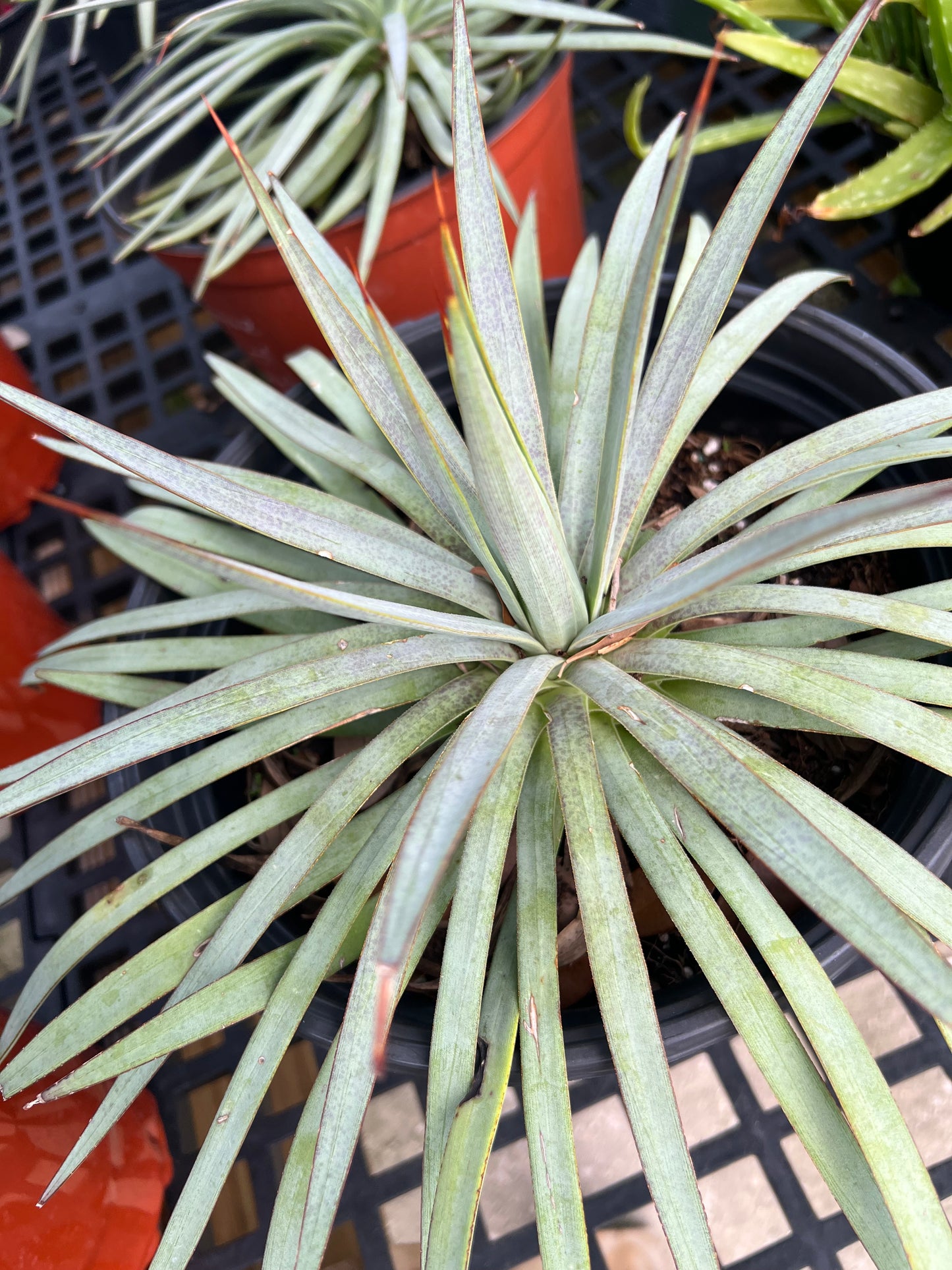 Agave Mangave Man of Steel-3G