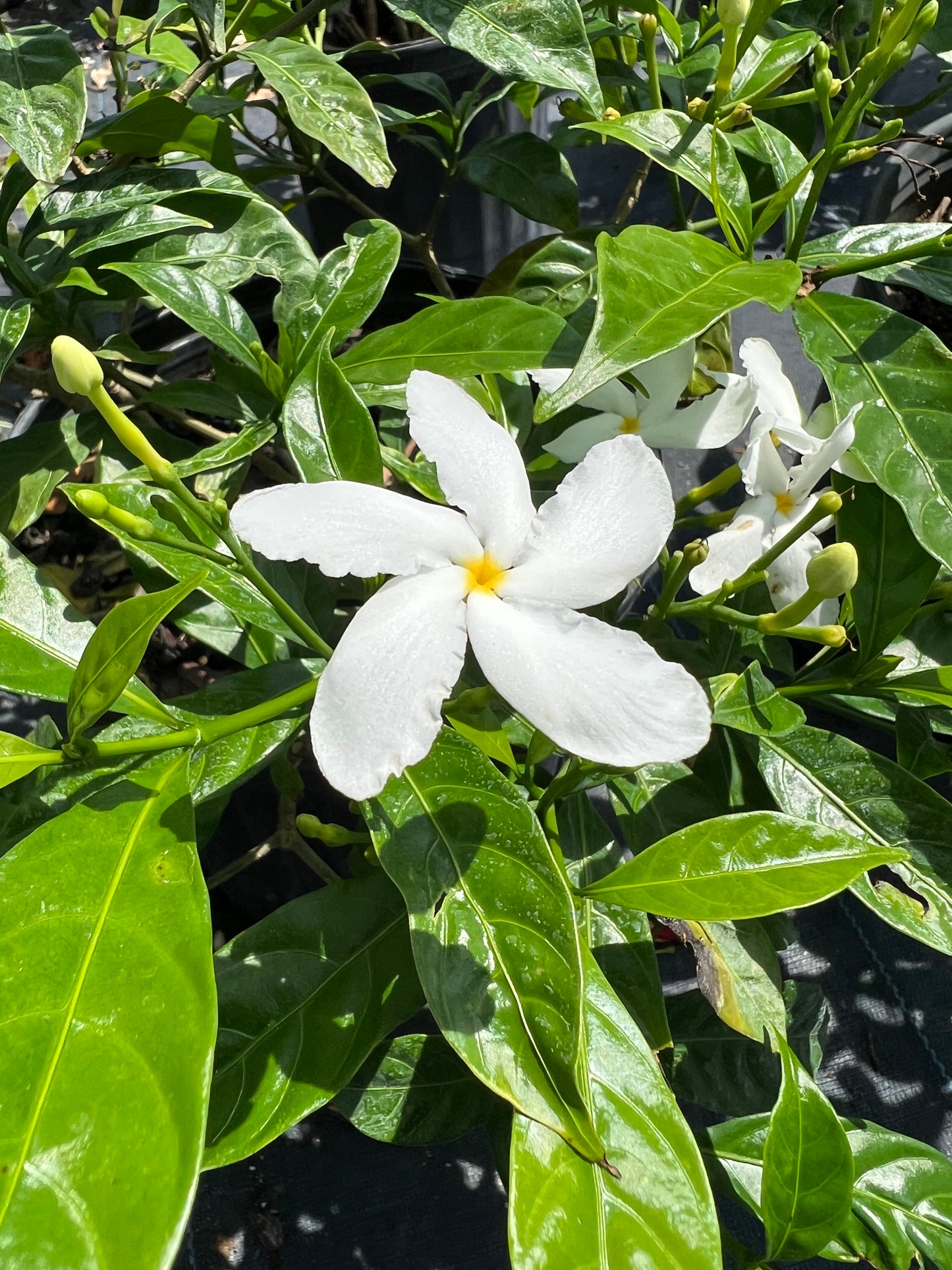 Jasmine Shrubs