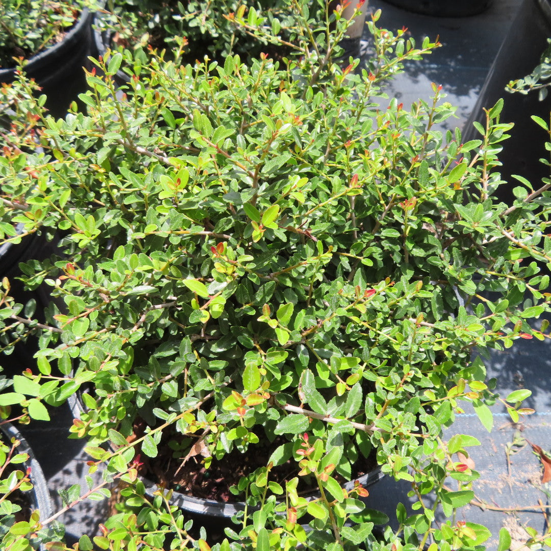 Ilex Schilling