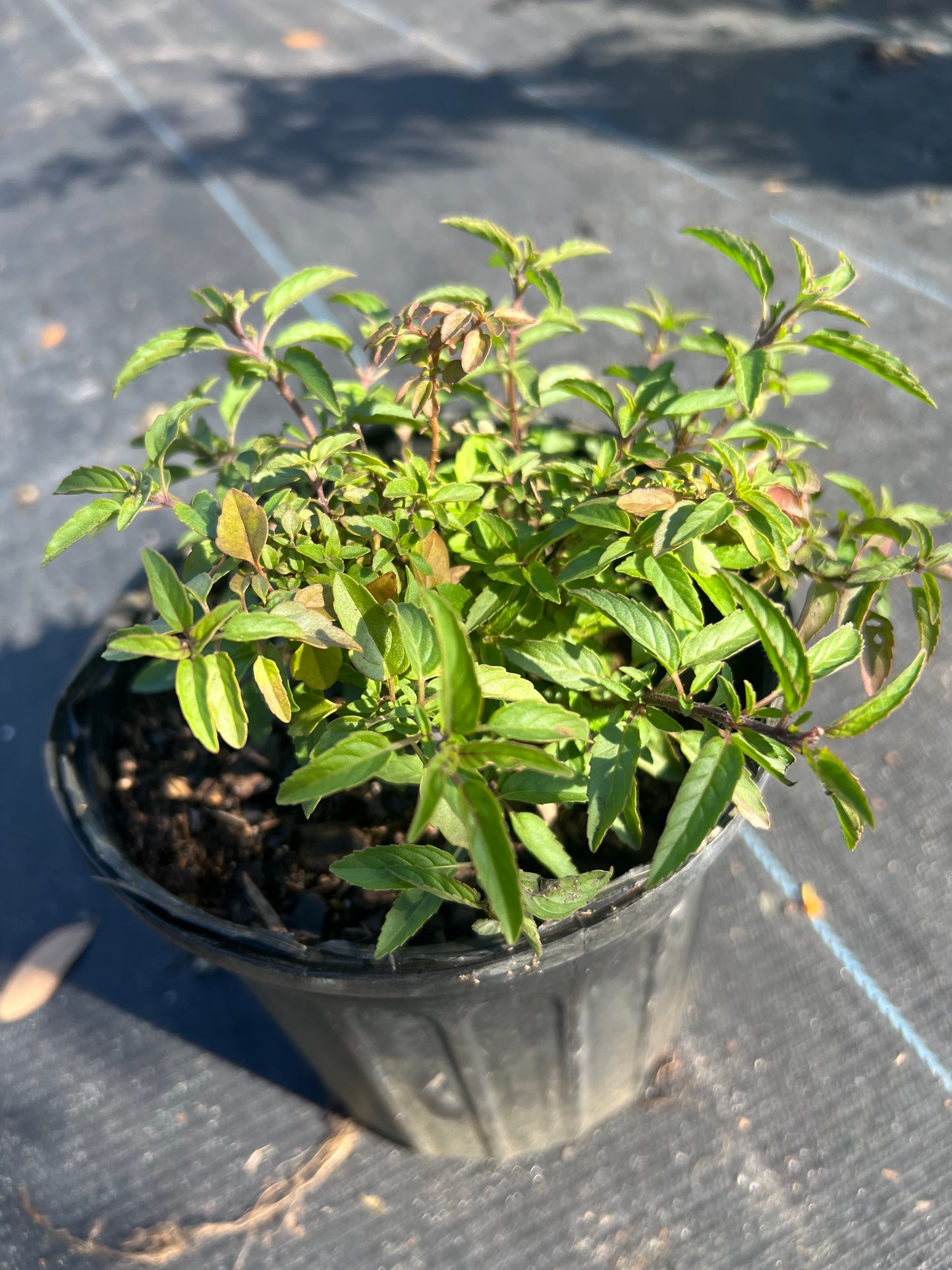 Bee Balm (Monarda punctata) N