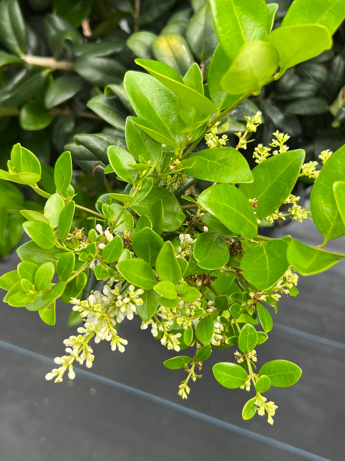 Ligustrum Green