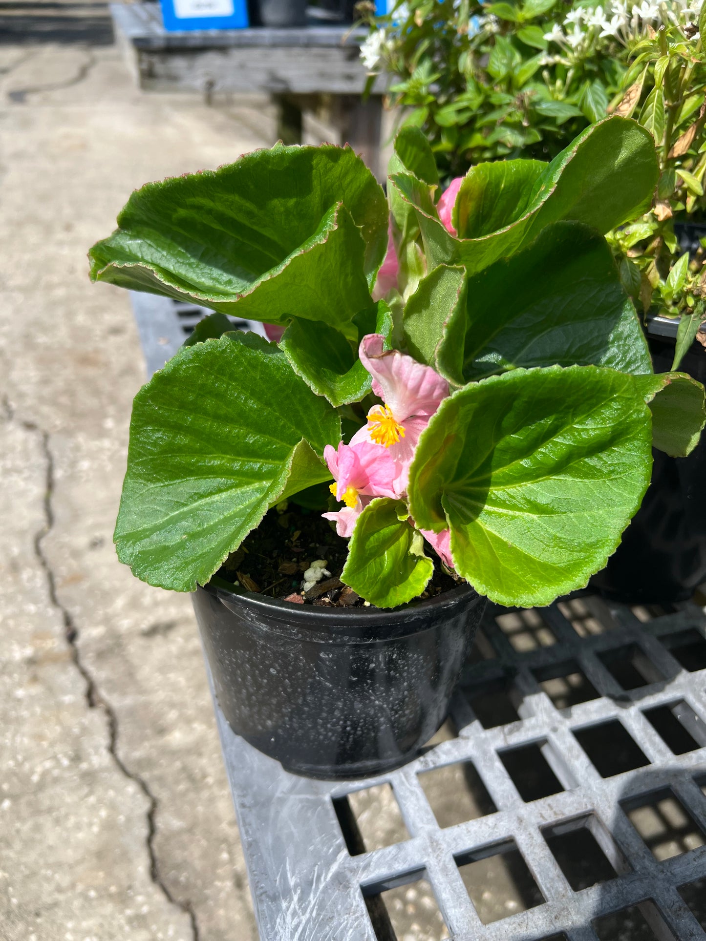 Begonia