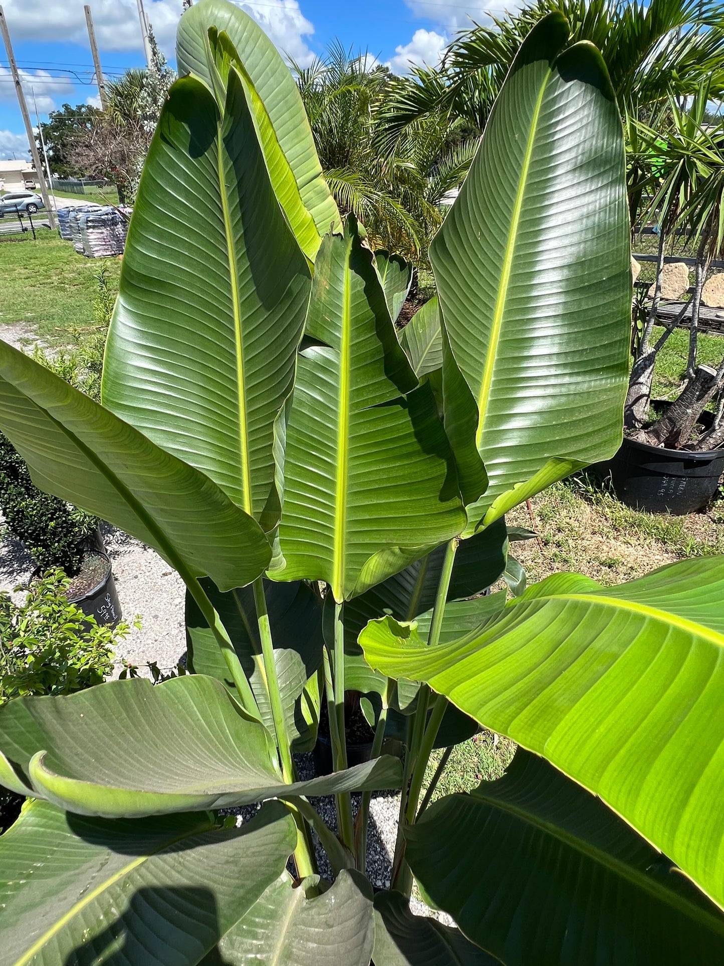 Bird of Paradise White
