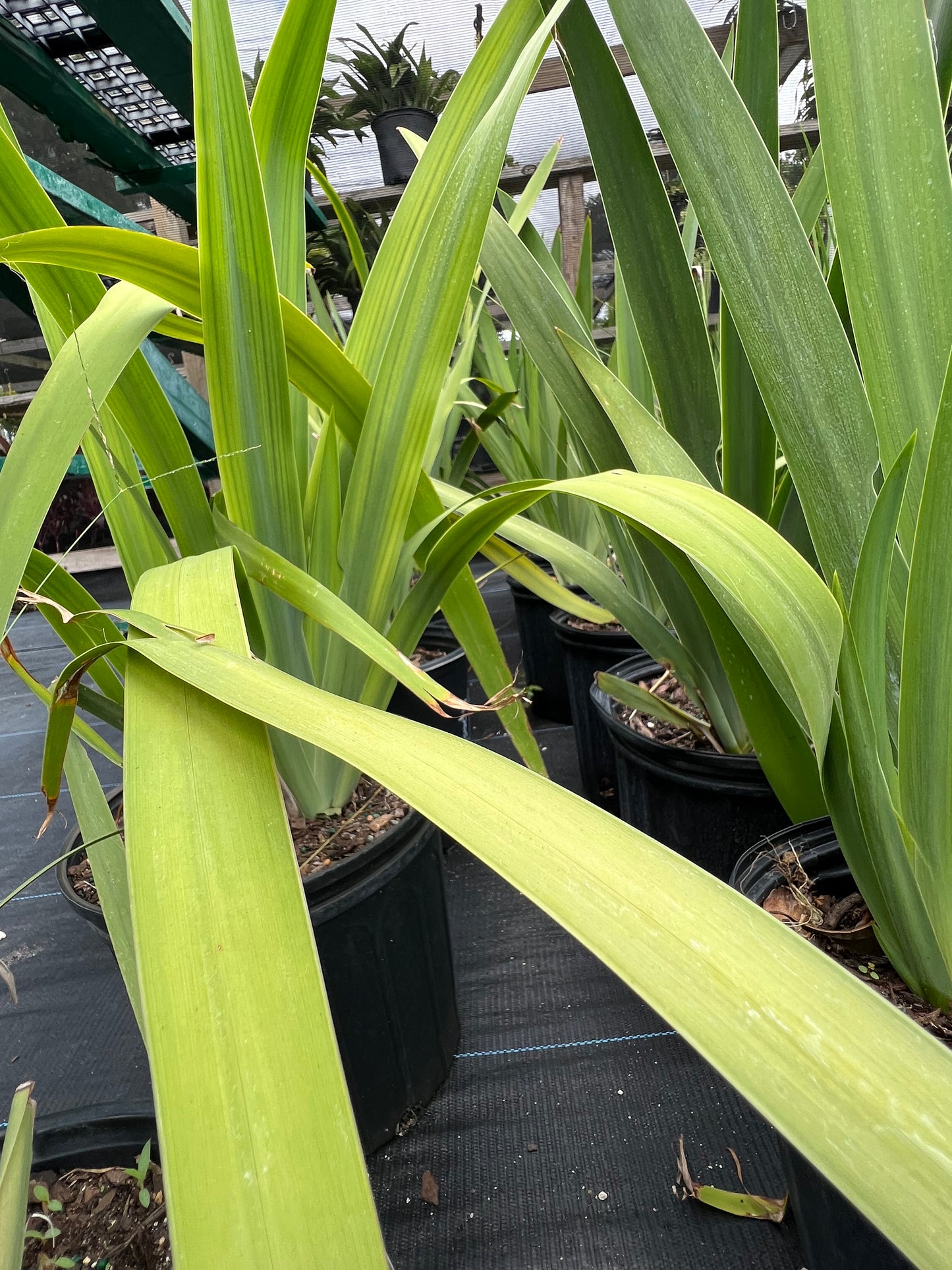 Iris Apostles-1G-1 gal
