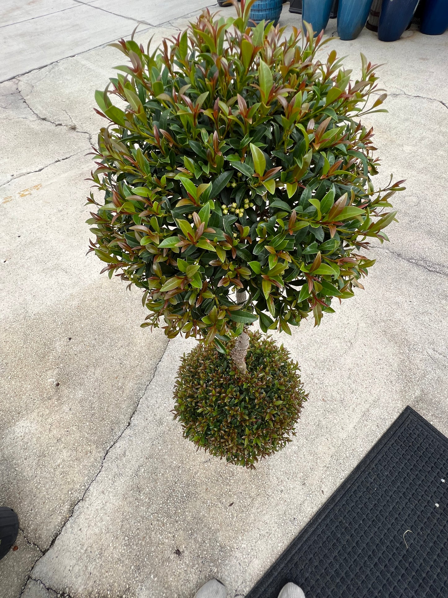 Eugenia Topiary Ball