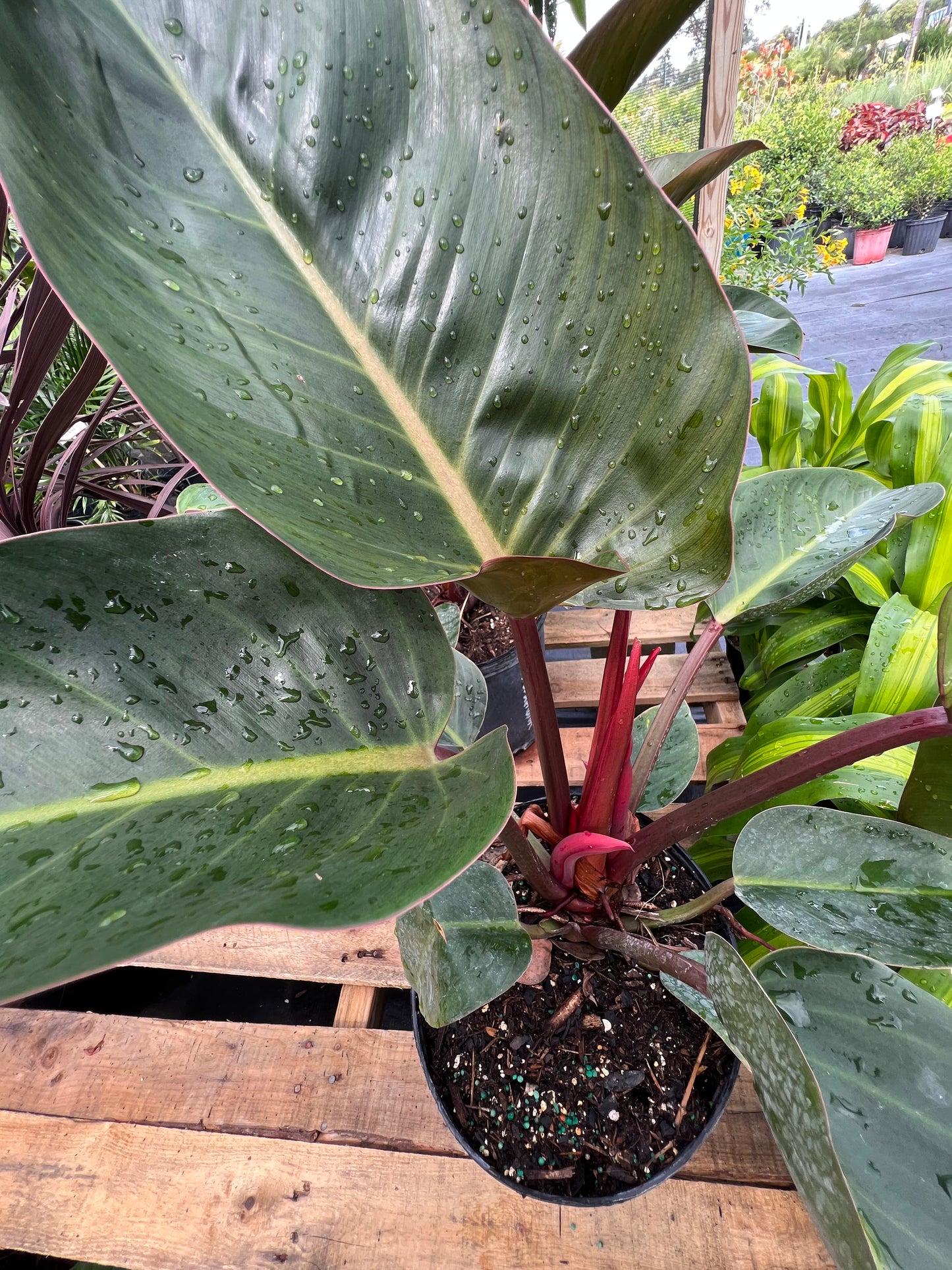 Philodendron Shrubs