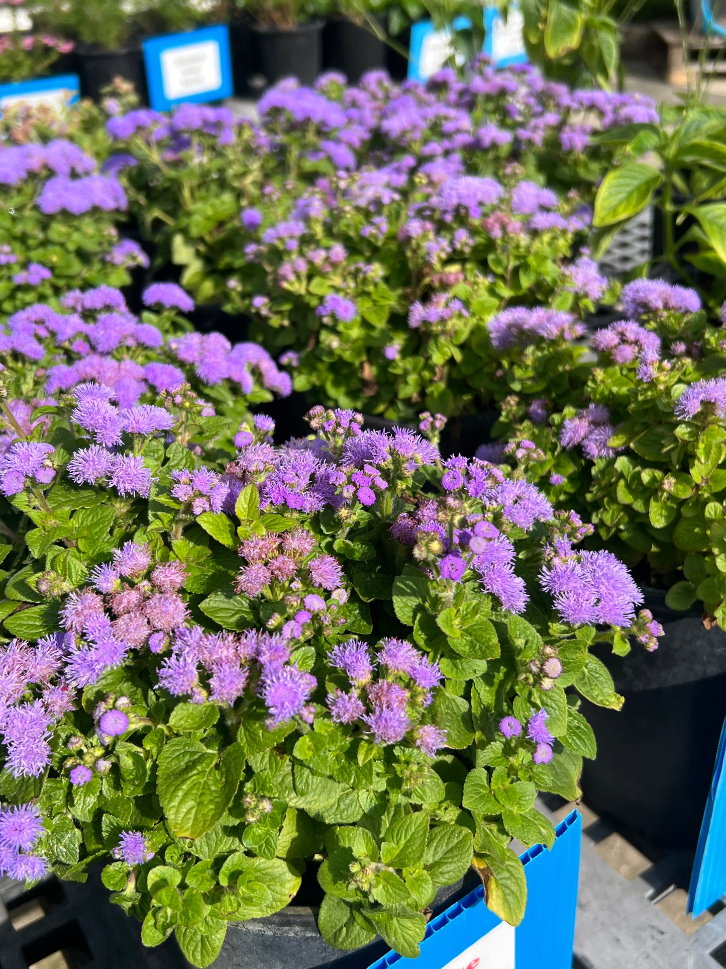 Ageratum (Bluemink)