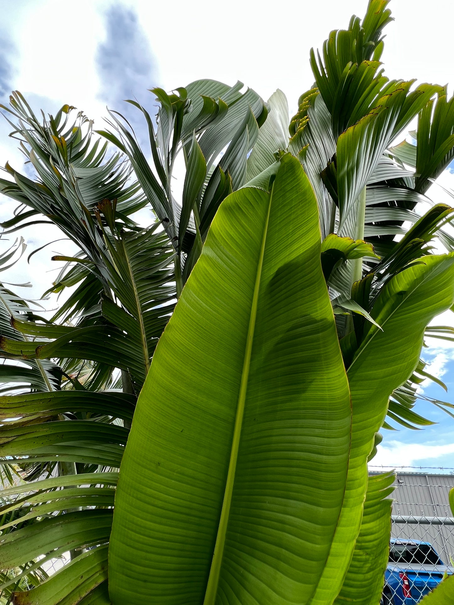 Travelers Palm