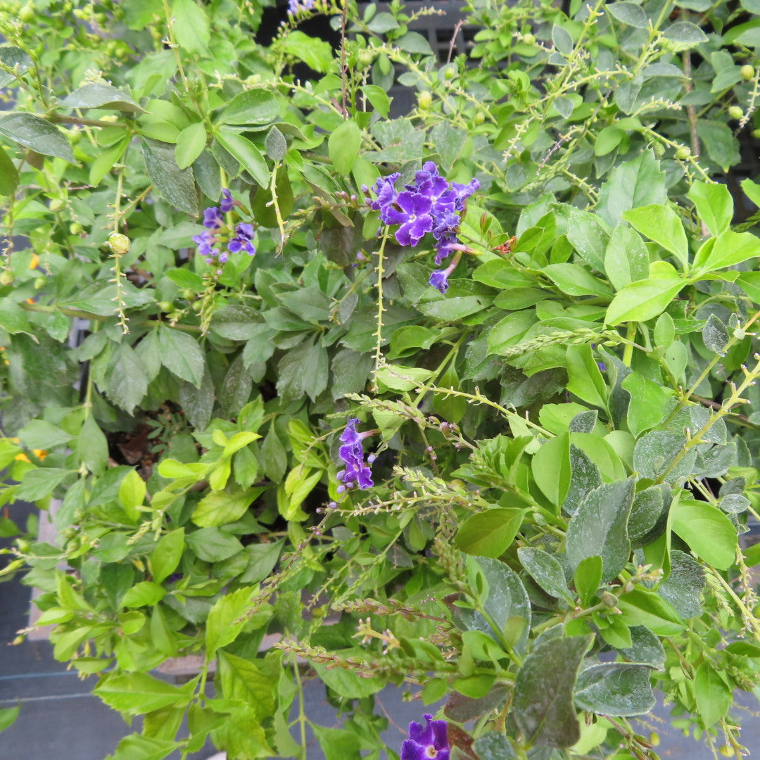 Duranta Sapp Shower