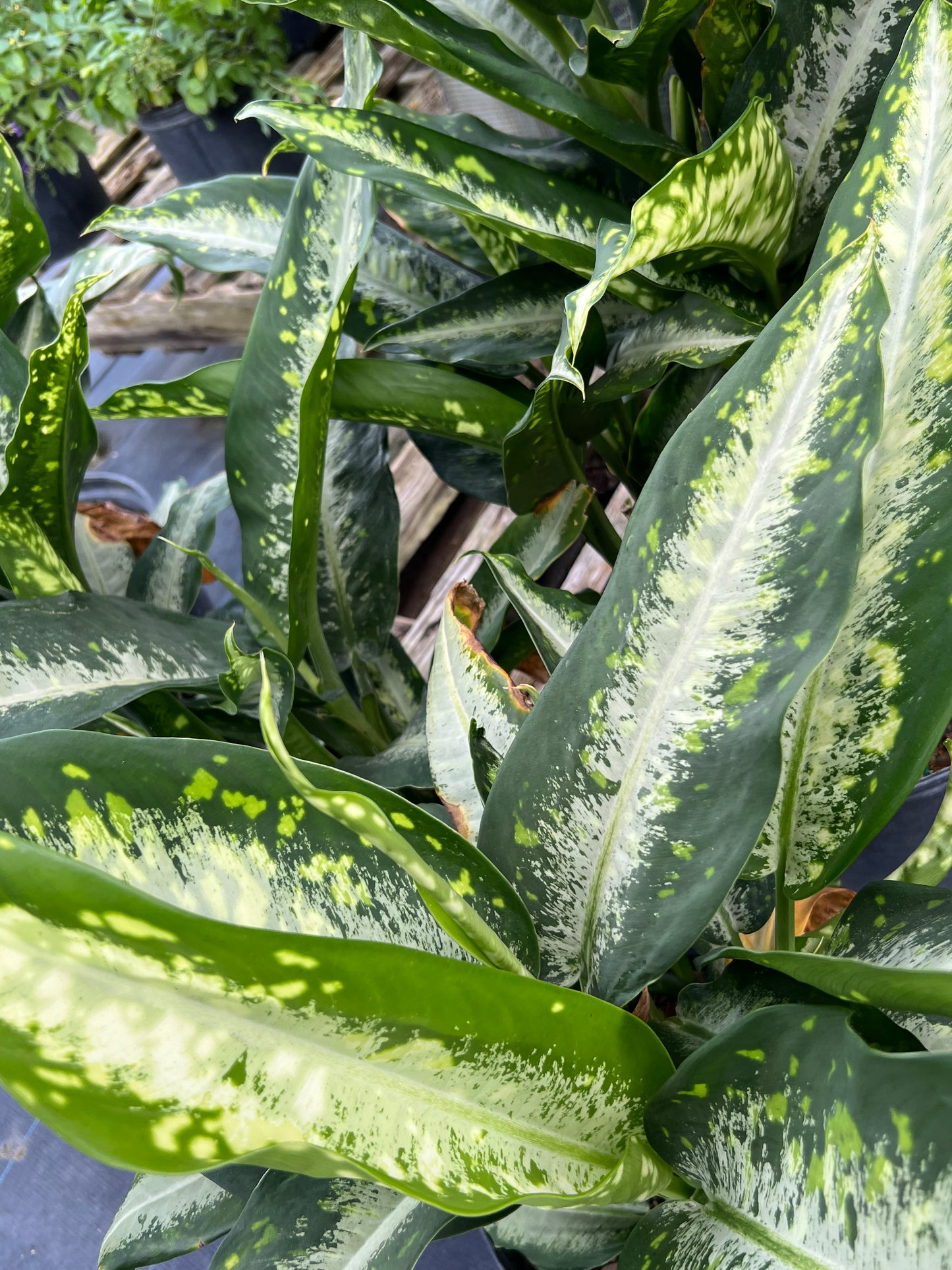 Dieffenbachia Panther-3G-3 gal