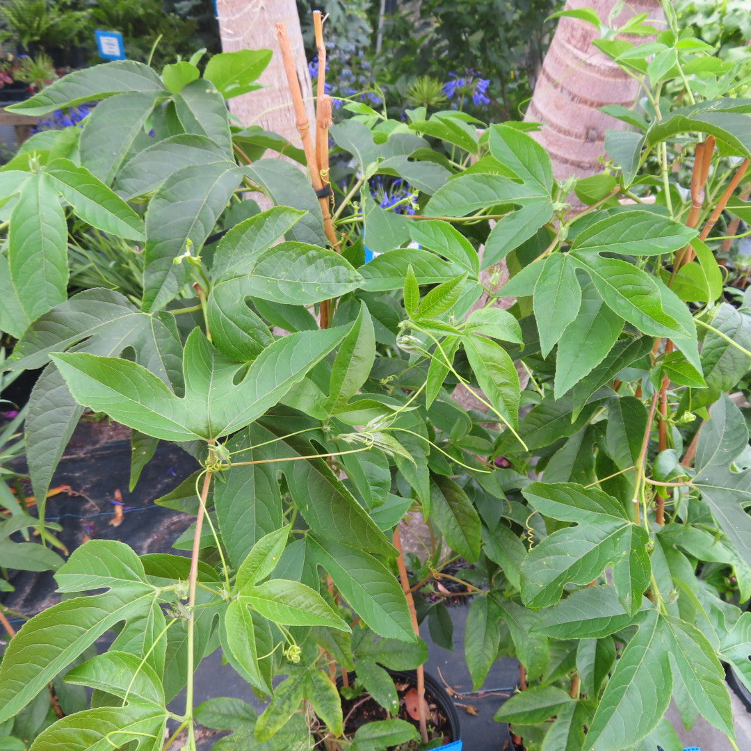 Passion Flower Vine Incense N