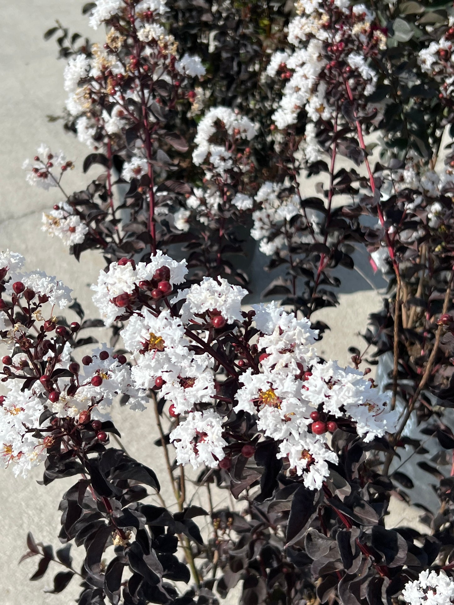 Crape Myrtle 7G