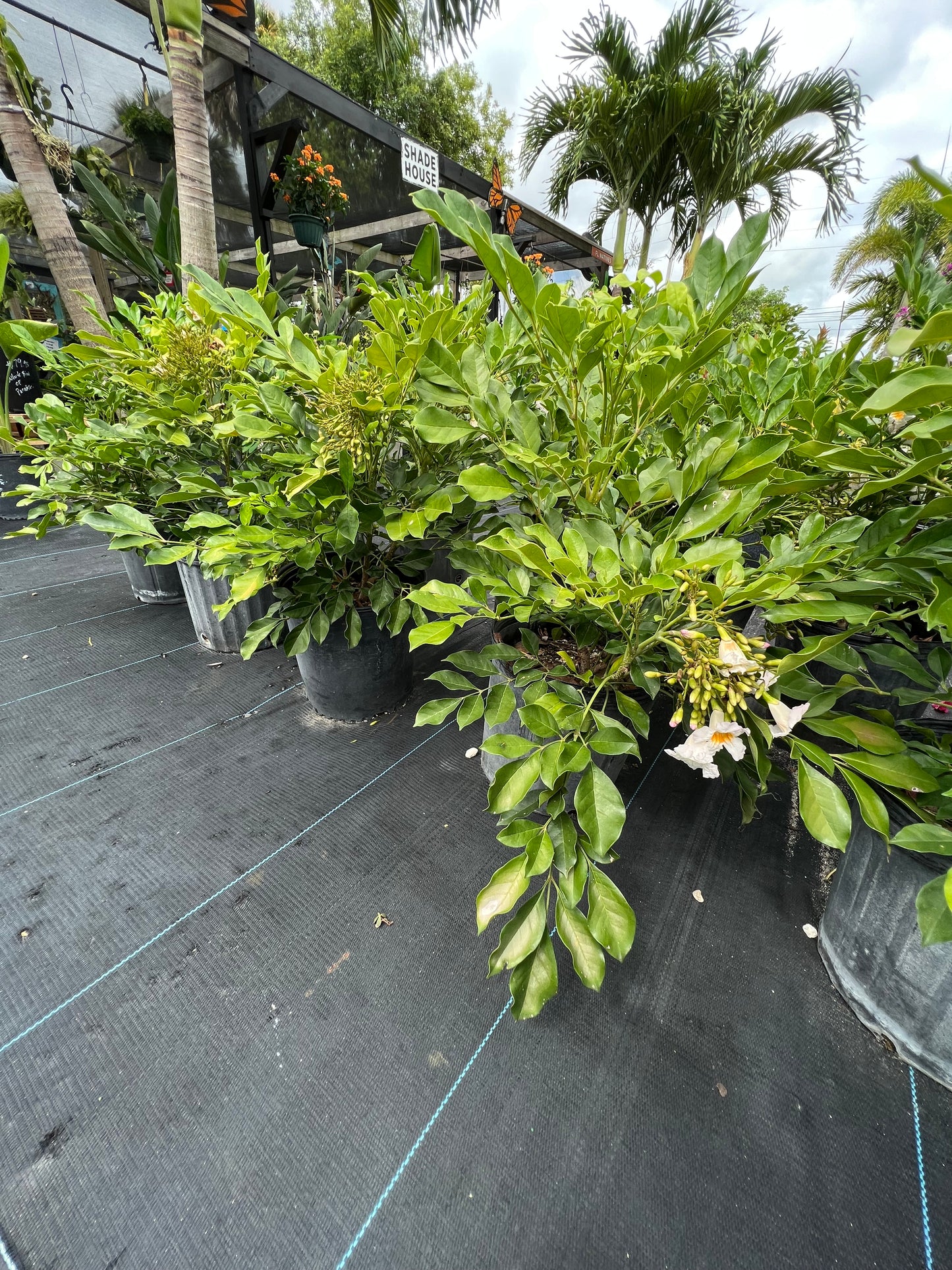 Radermachera Shrub