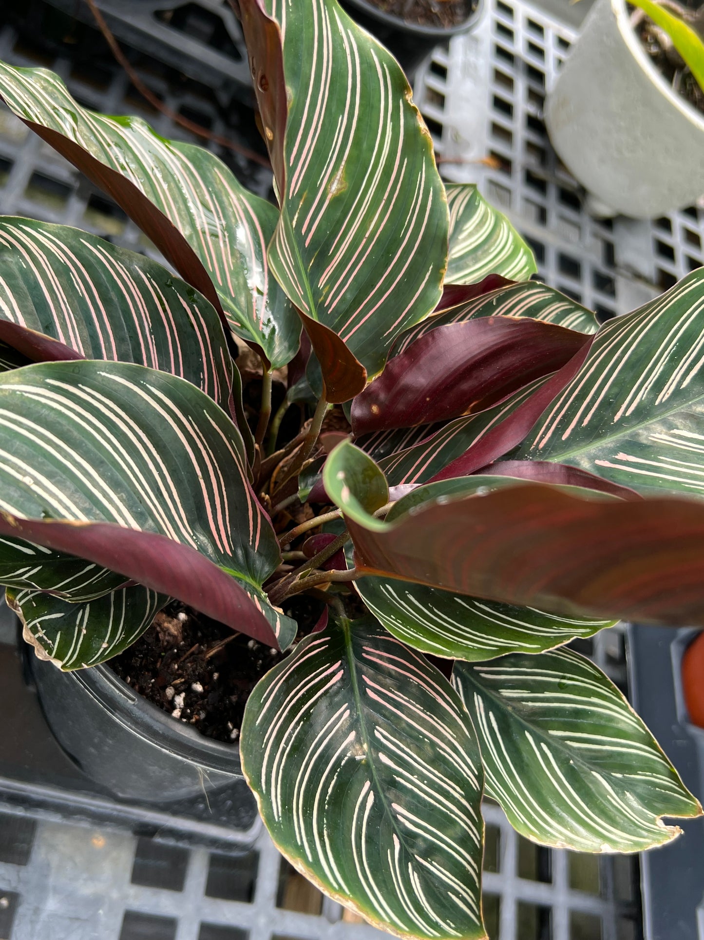 Calathea Shrubs