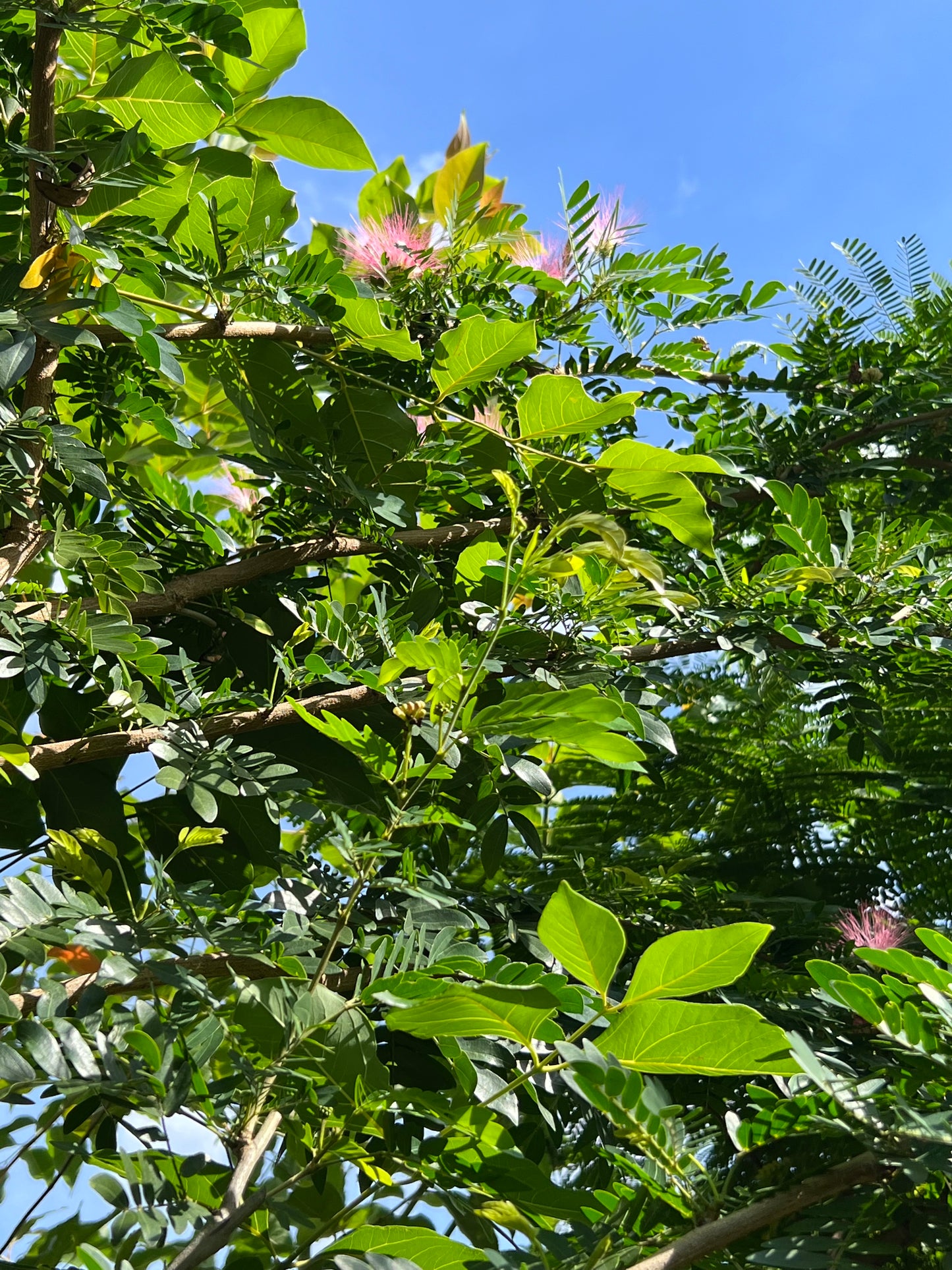 Powderpuff Std Tree