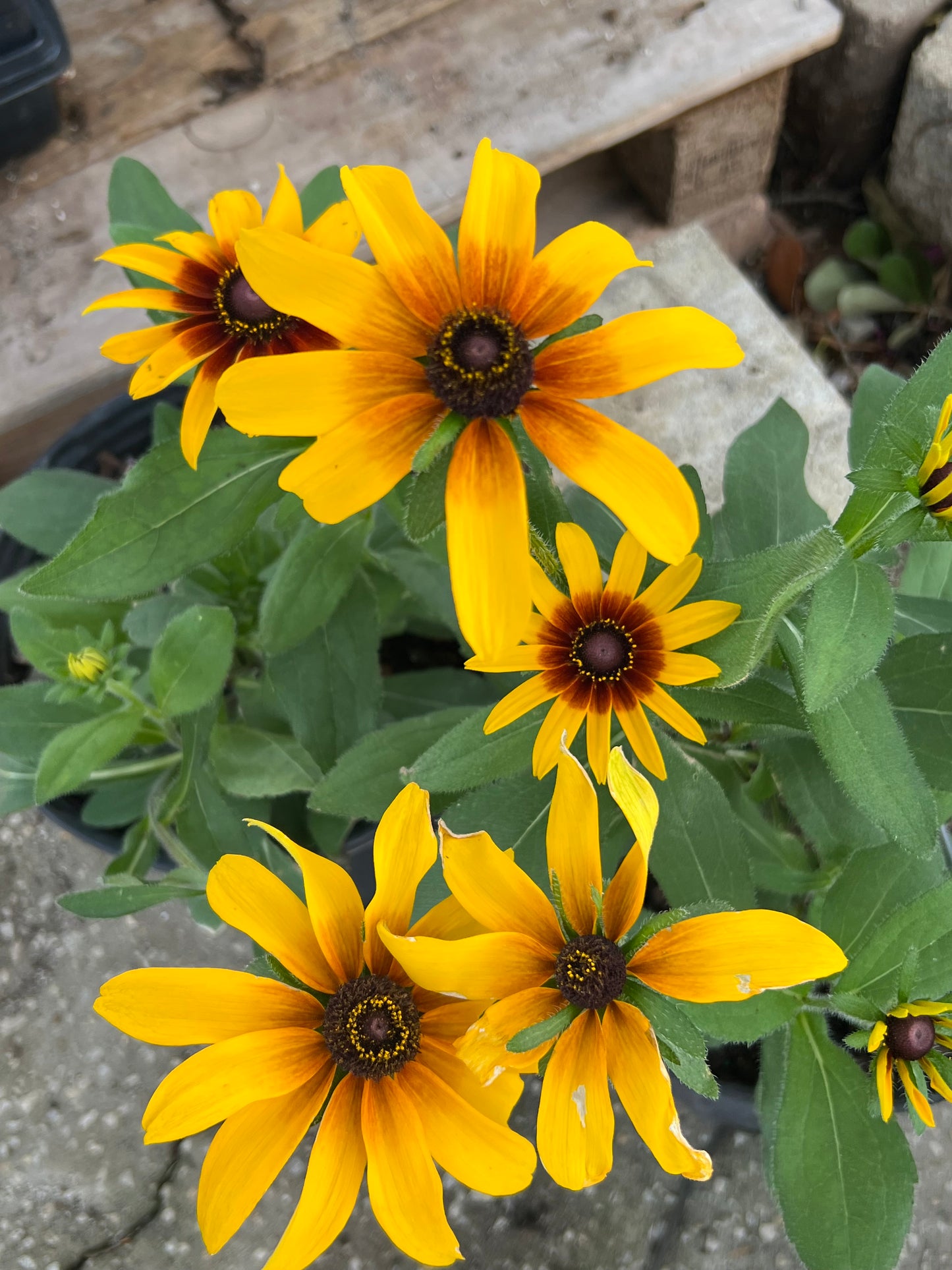 Rudbeckia Blk Eyed Susan N-3G