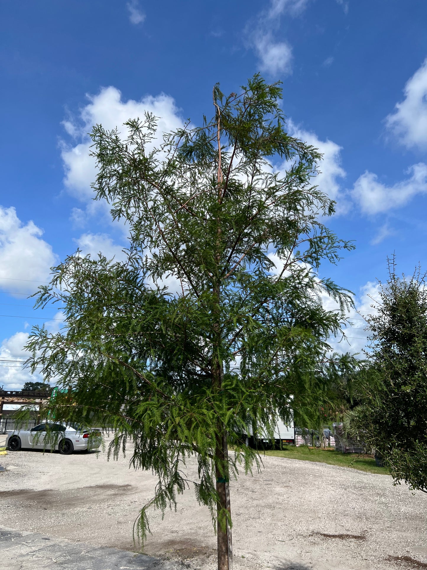 Bald Cypress
