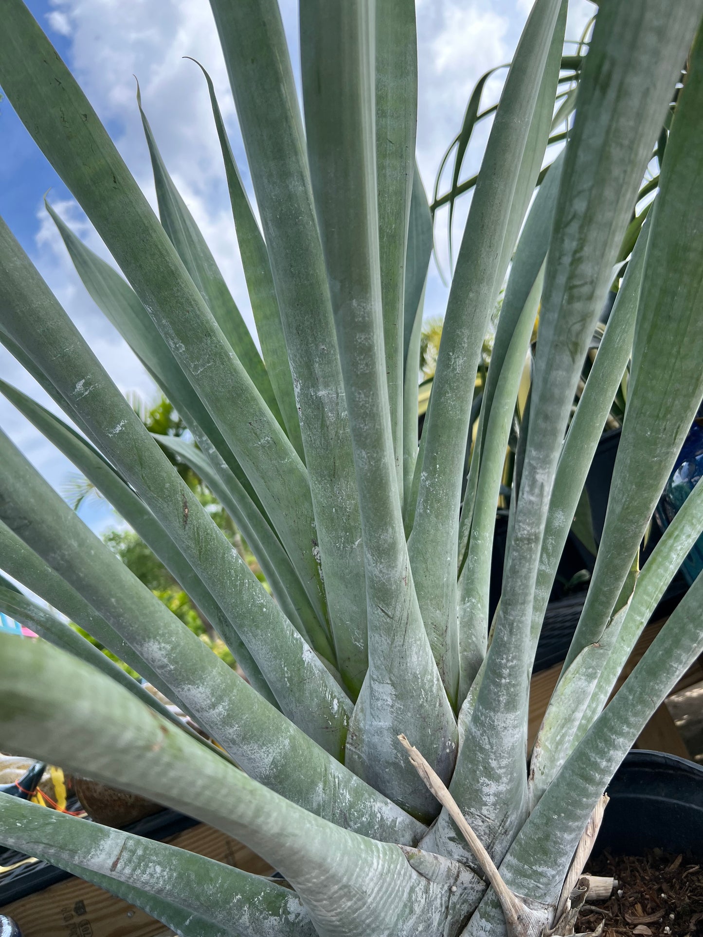 Brom Odorata Alcanterea(Full Sun)