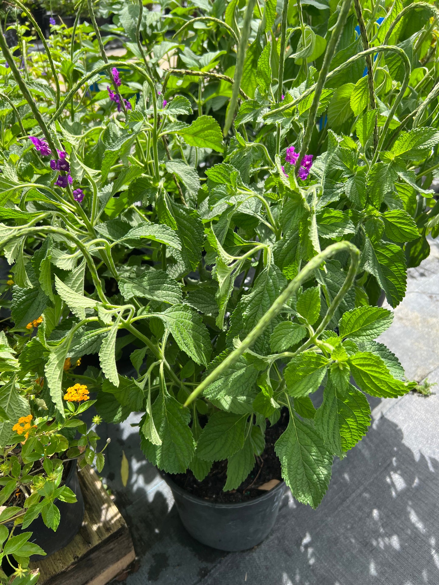 Porterweed