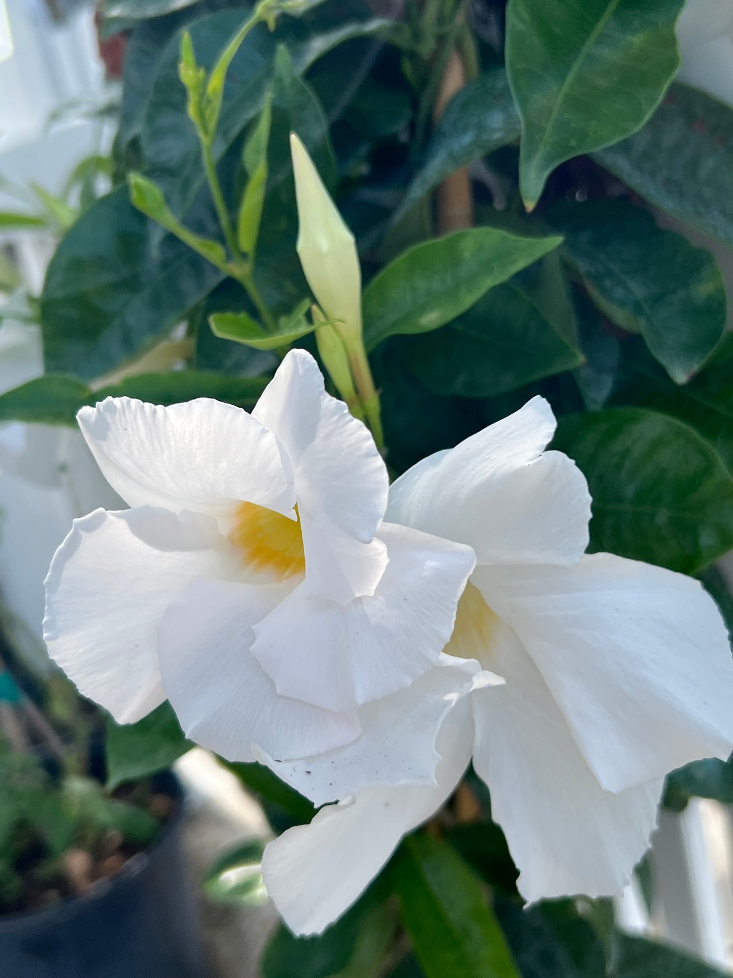 Mandevilla