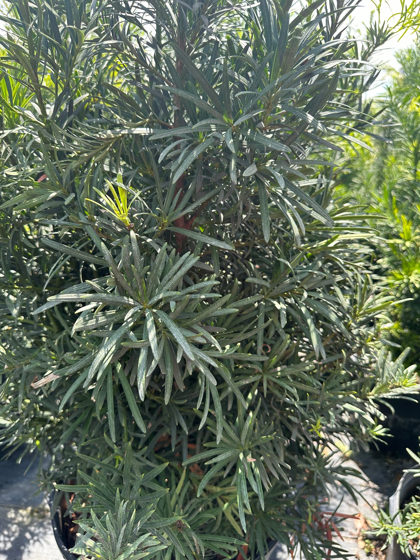 Podocarpus Maki (macrophyllus)