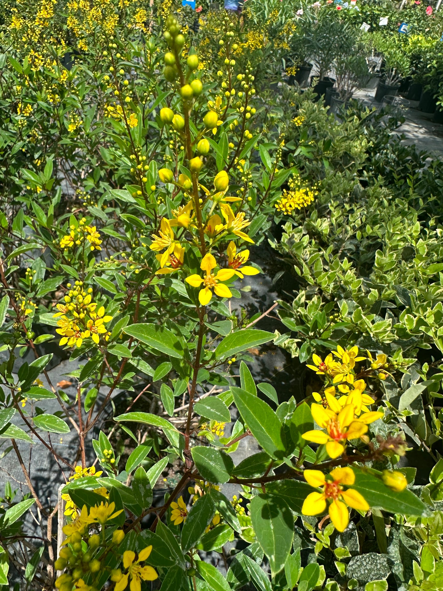 Thryallis (Galphimia glauca)