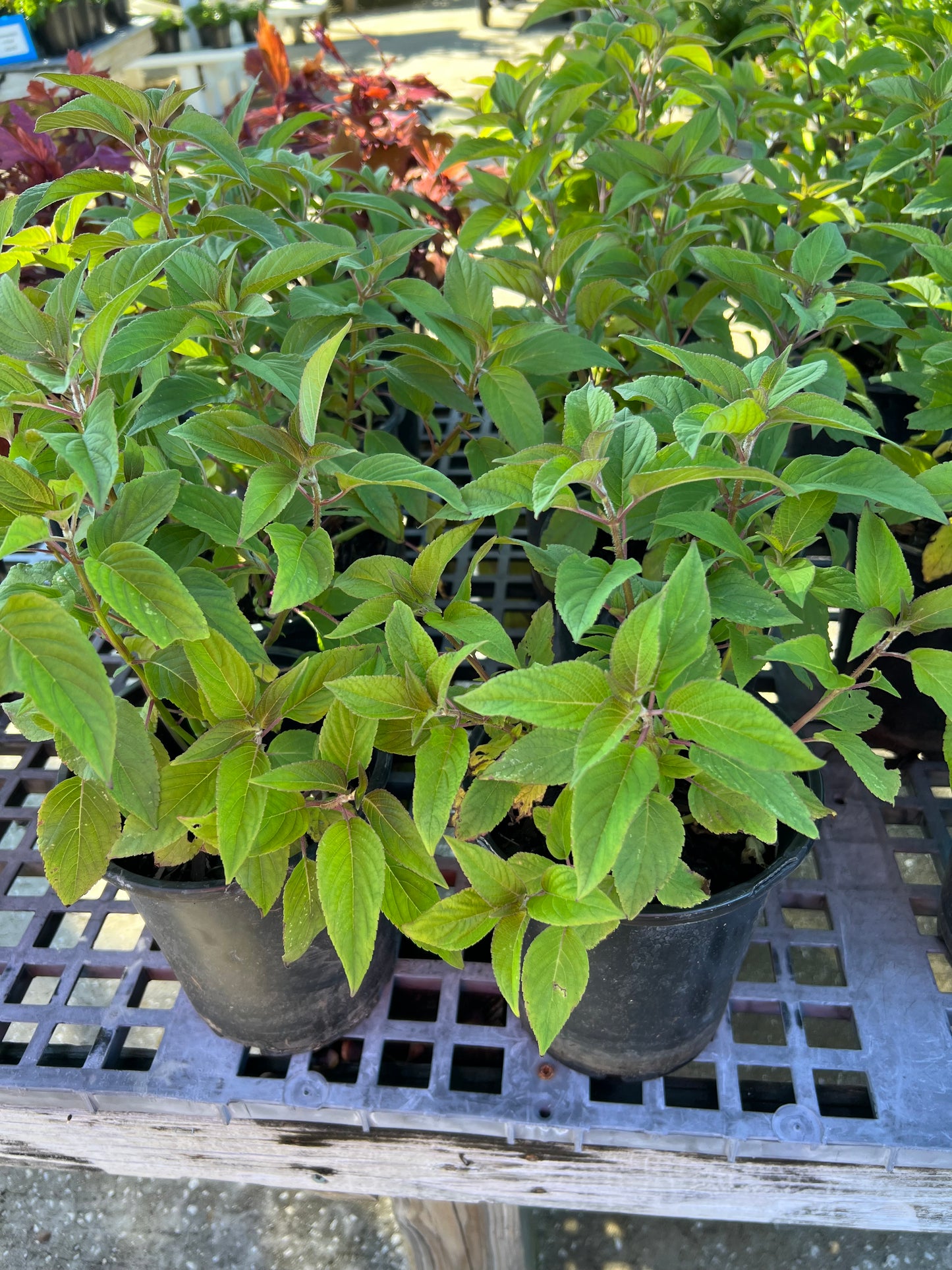 Herb Pineapple Sage