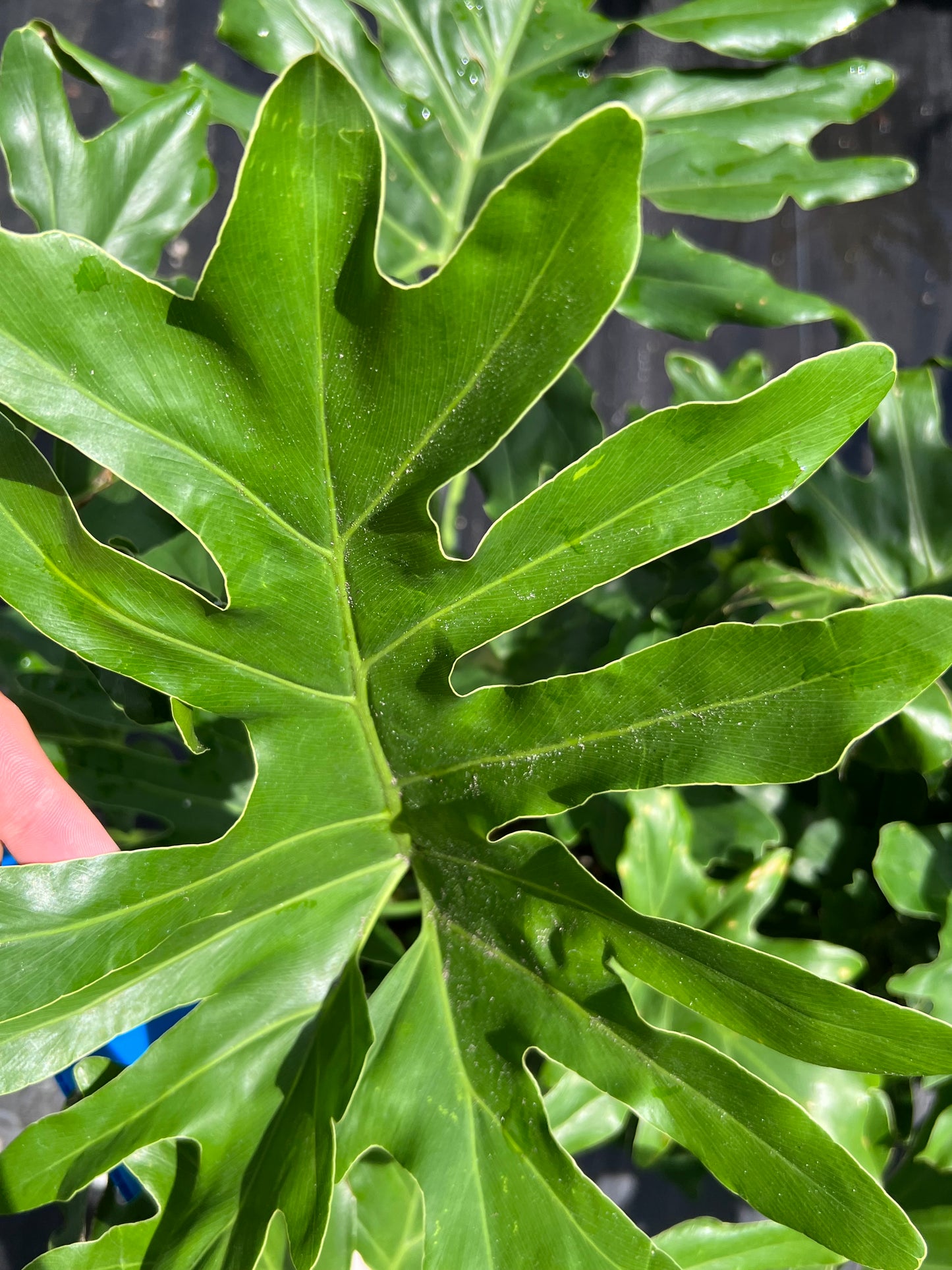 Philodendron Shrubs