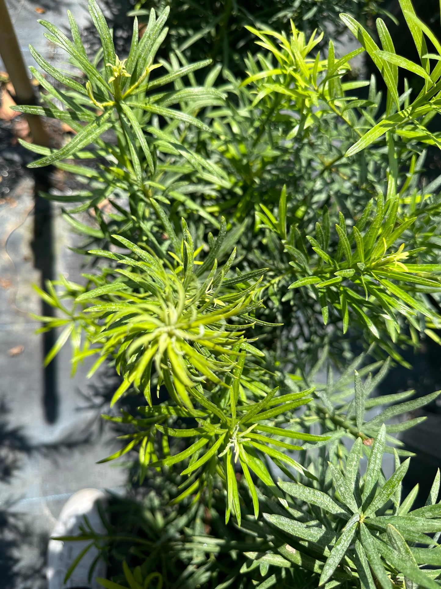 Podocarpus Maki (macrophyllus)