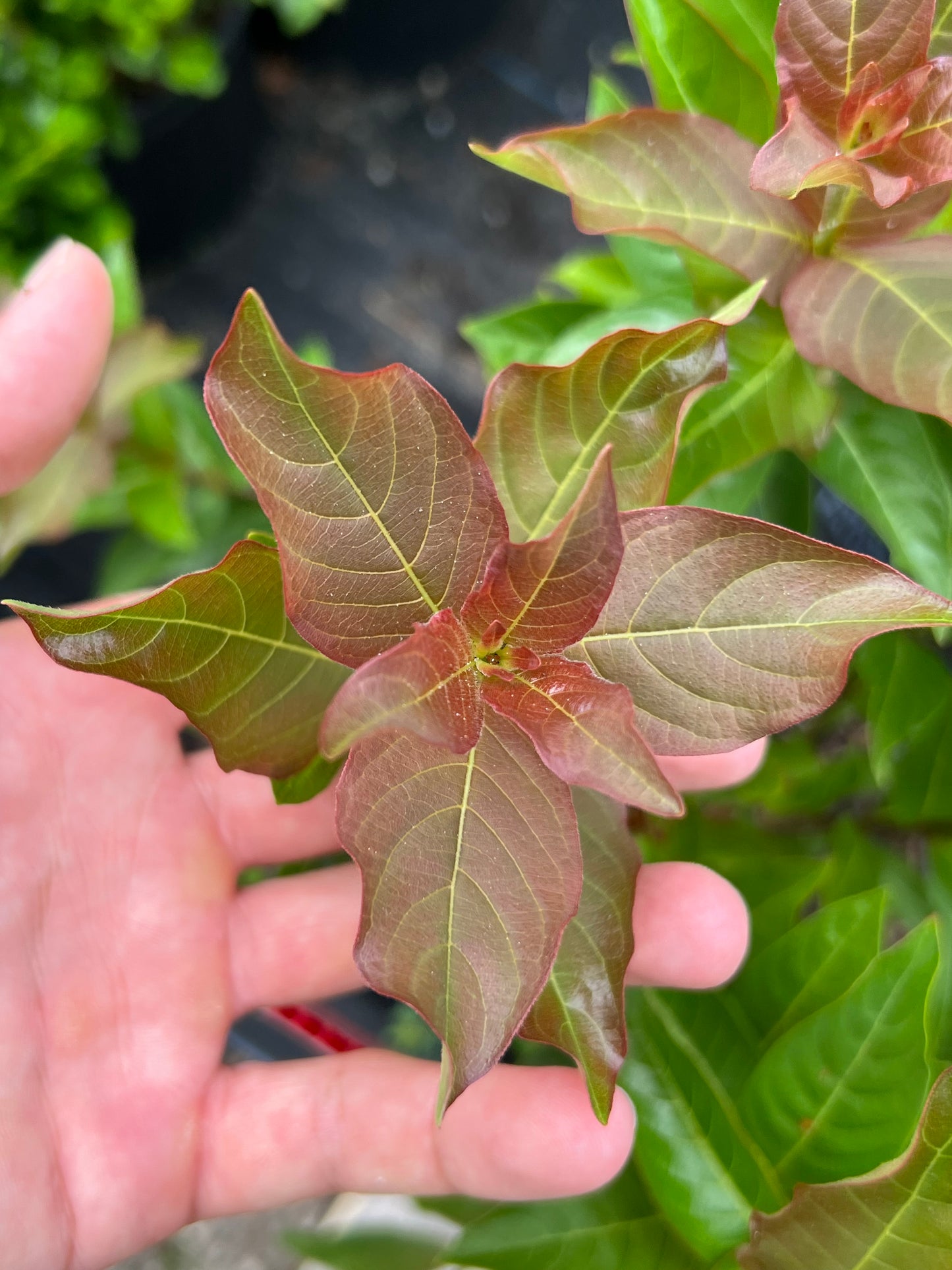 Button Bush