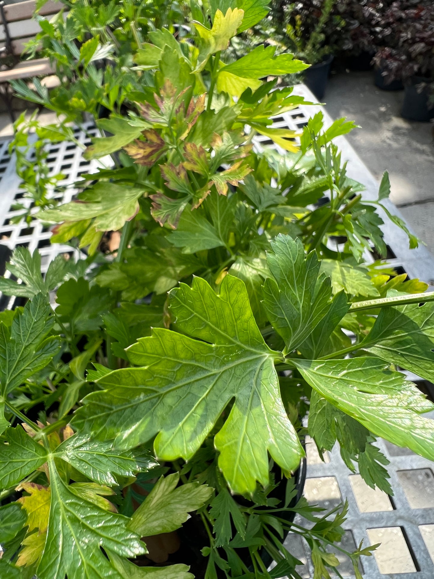 Herb Italian Parsley 1G