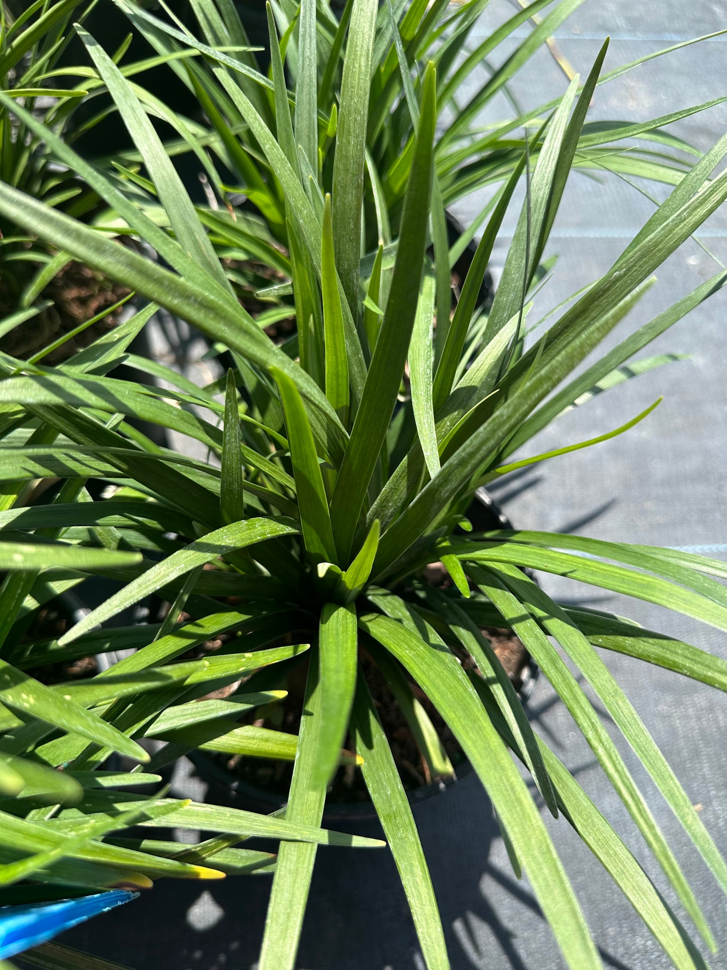Liriope Super Blue