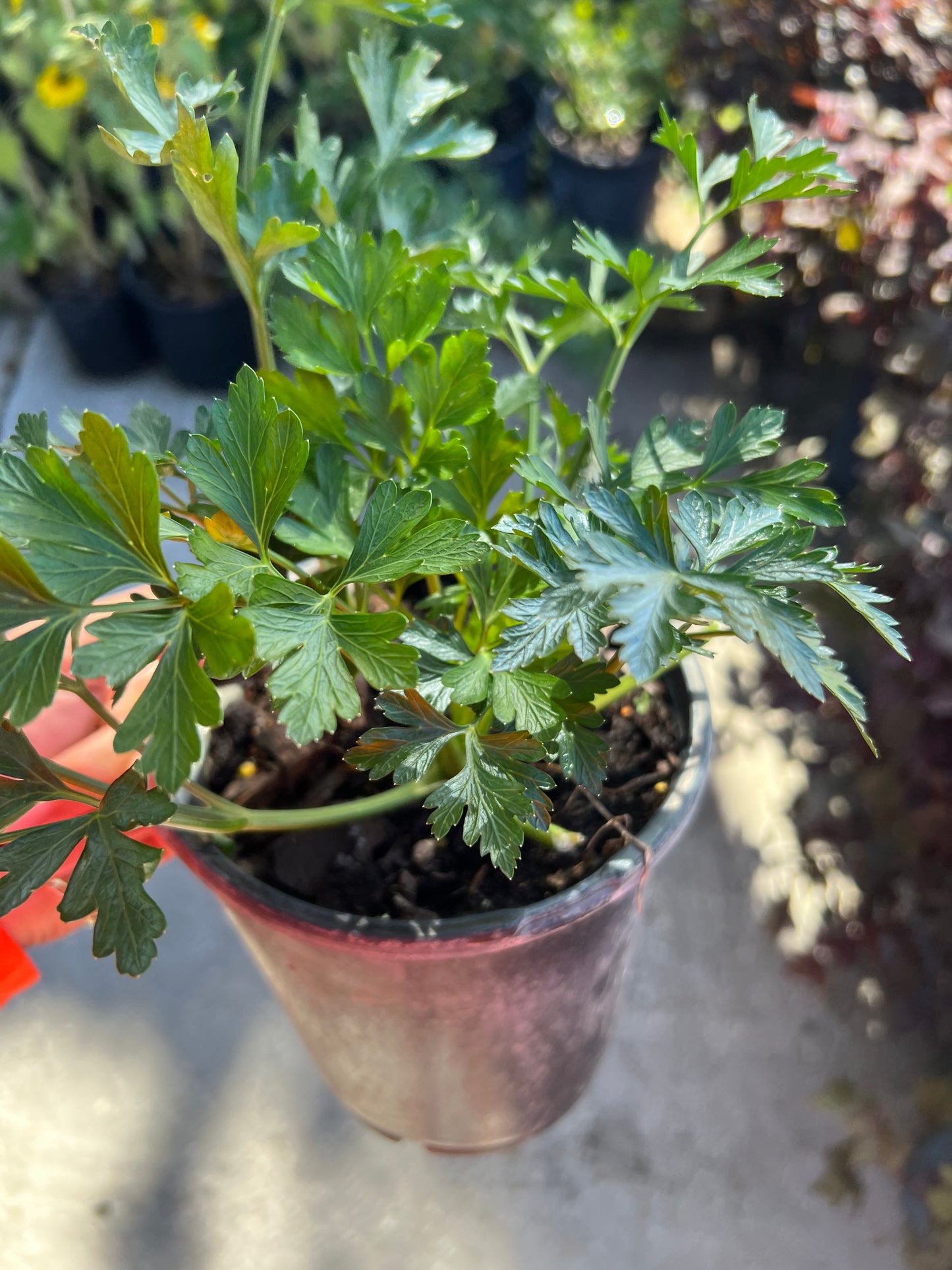 Herb Italian Parsley 1G