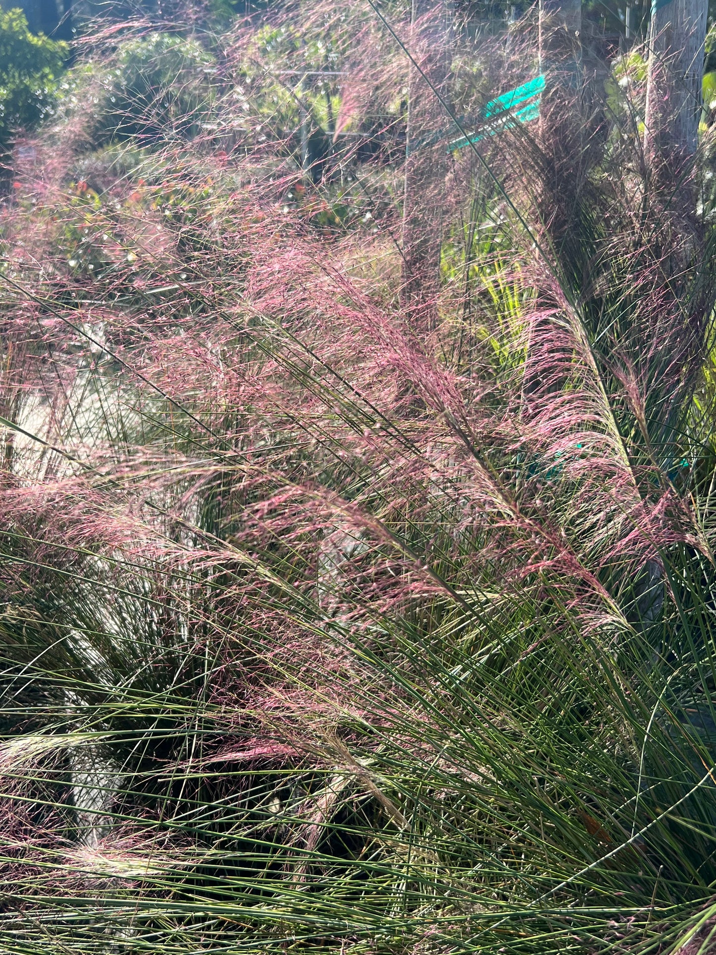 Grass Muhly-3G-3 gal