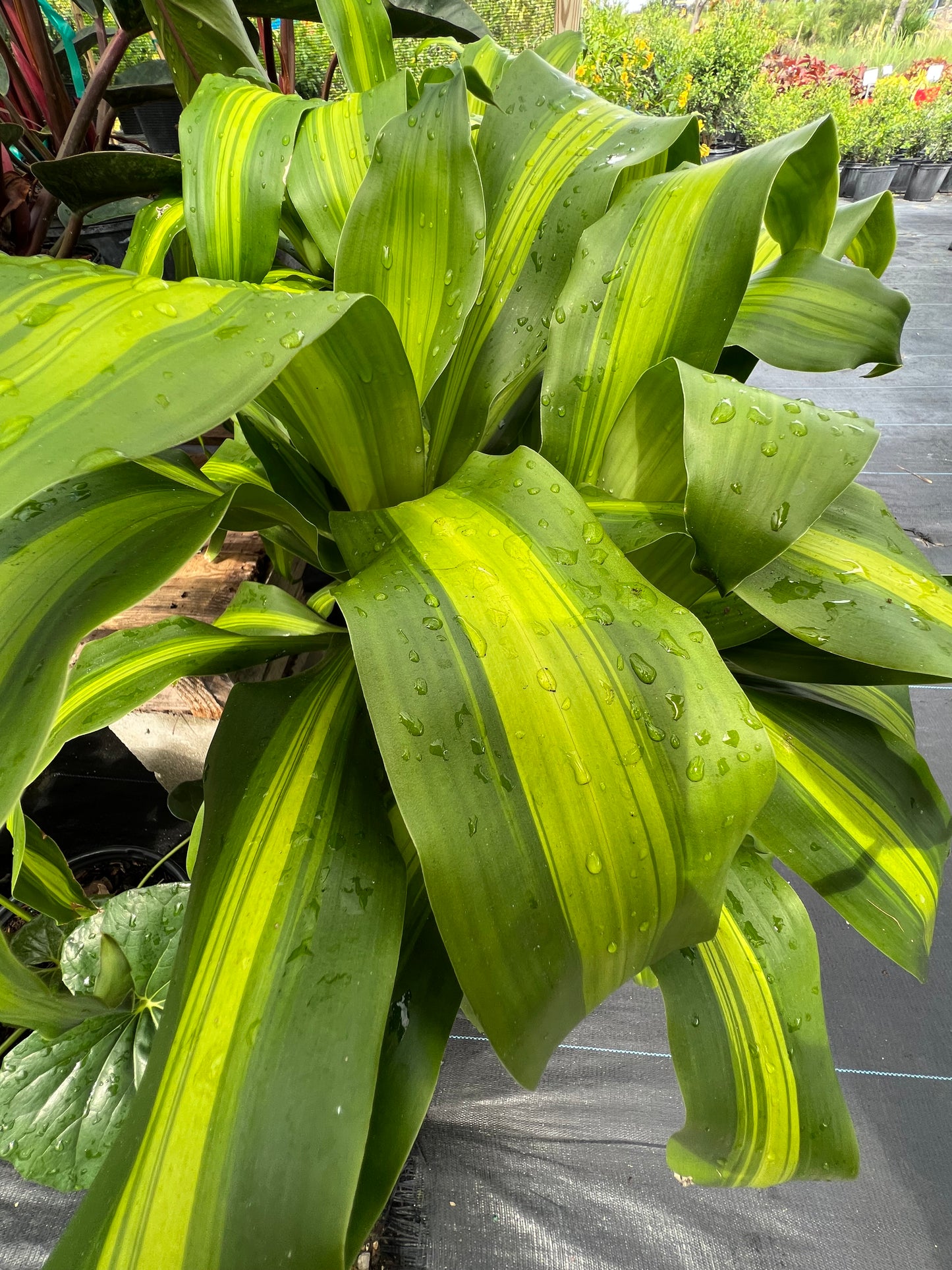 Dracaena Corn Plant-3G