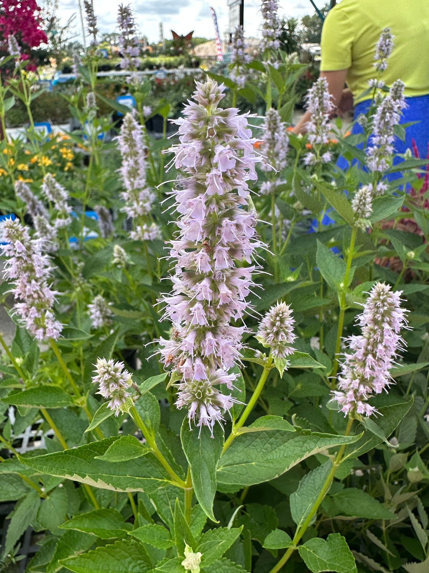 Agastache