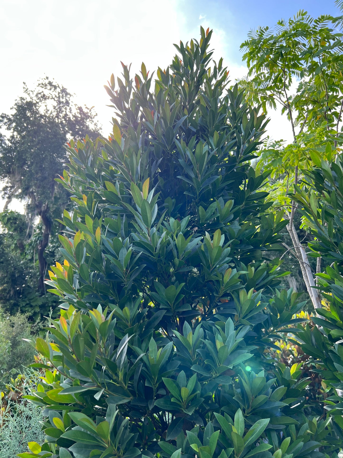 Japanese Blueberry (Elaeocarpus decipiens)