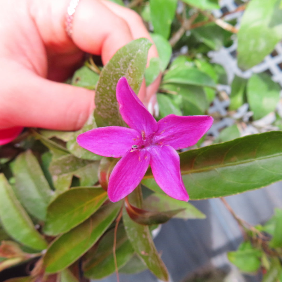 Jasmine Shrubs