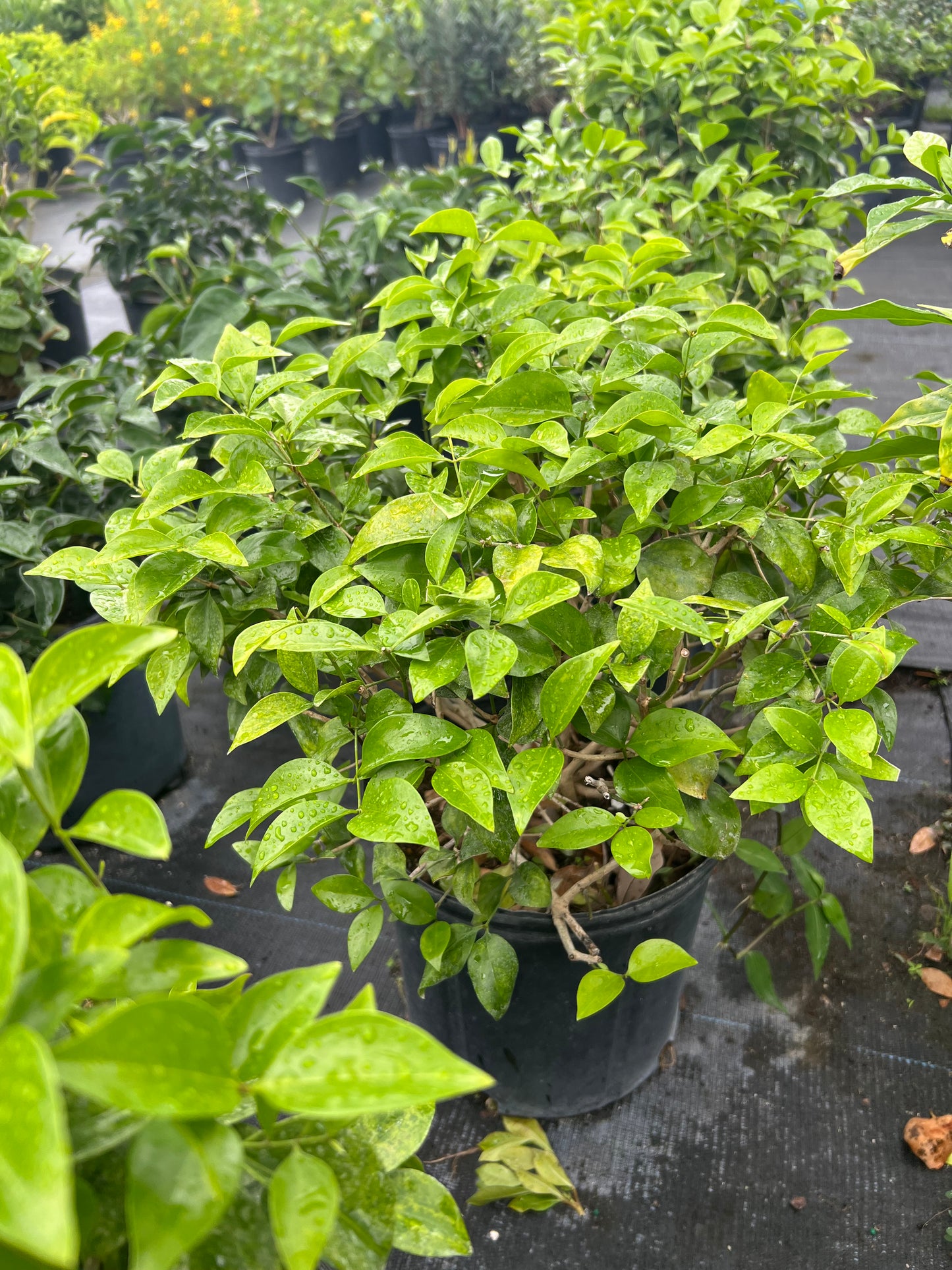 Jasmine Shrubs