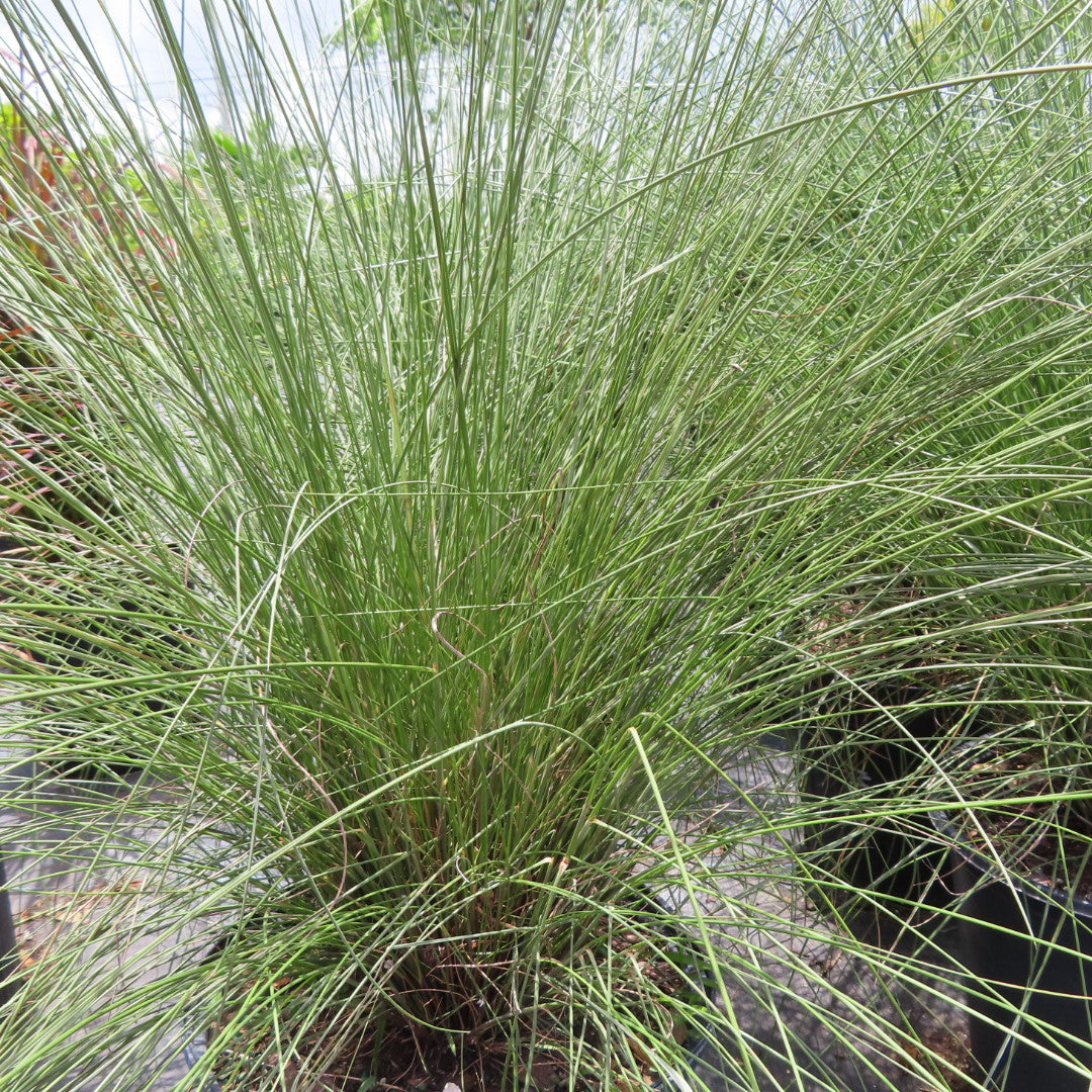 Grass Fountain White