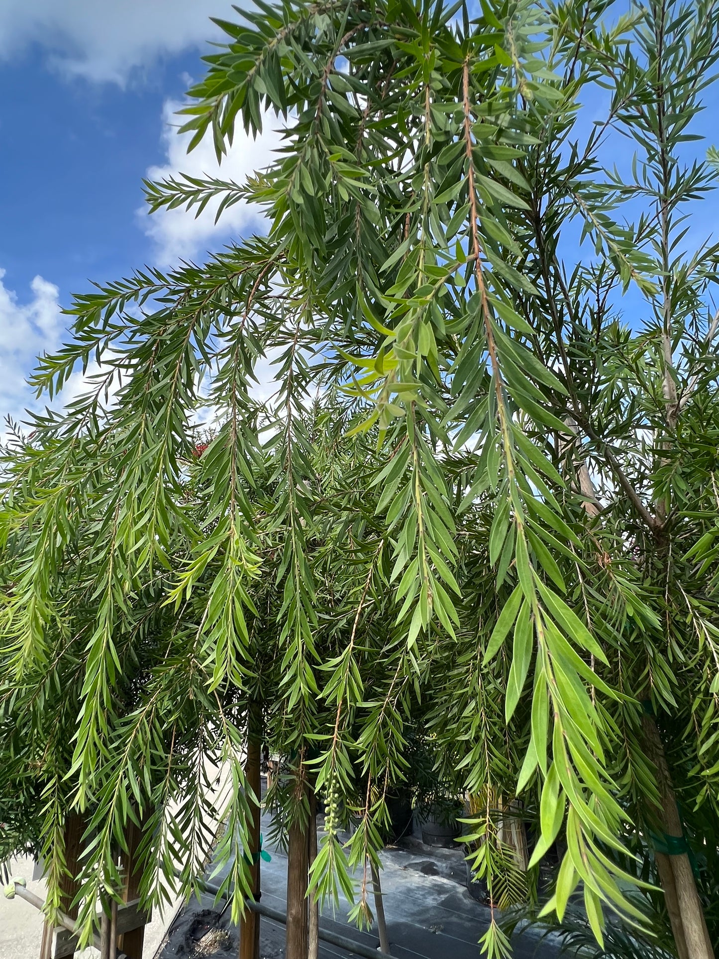 Bottlebrush Standard