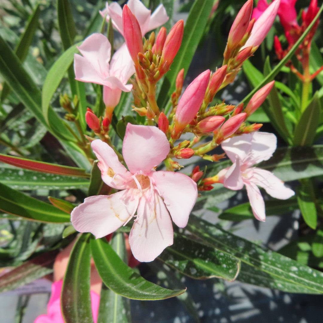 Oleander Petite Dwarf