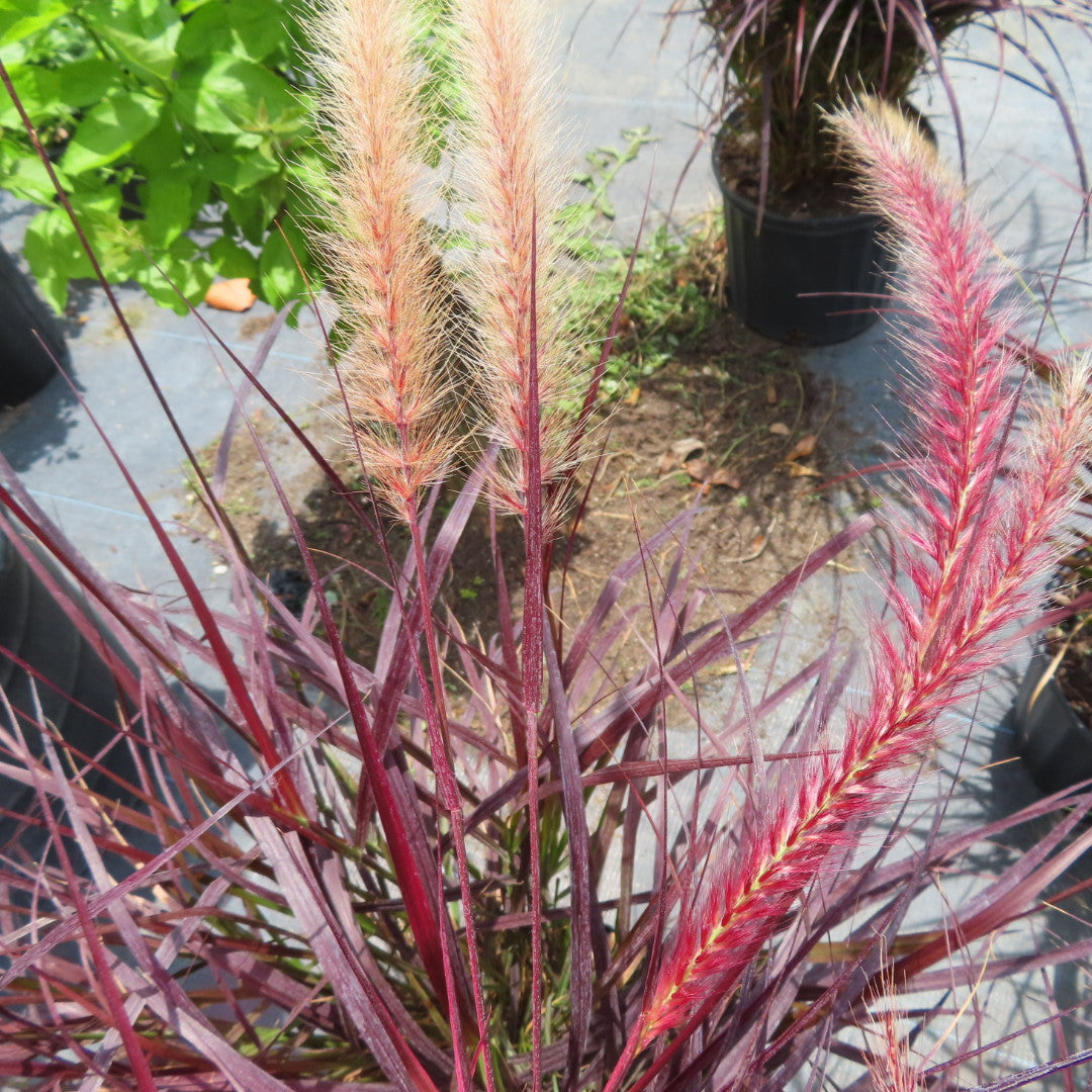 Grass Fountain Red