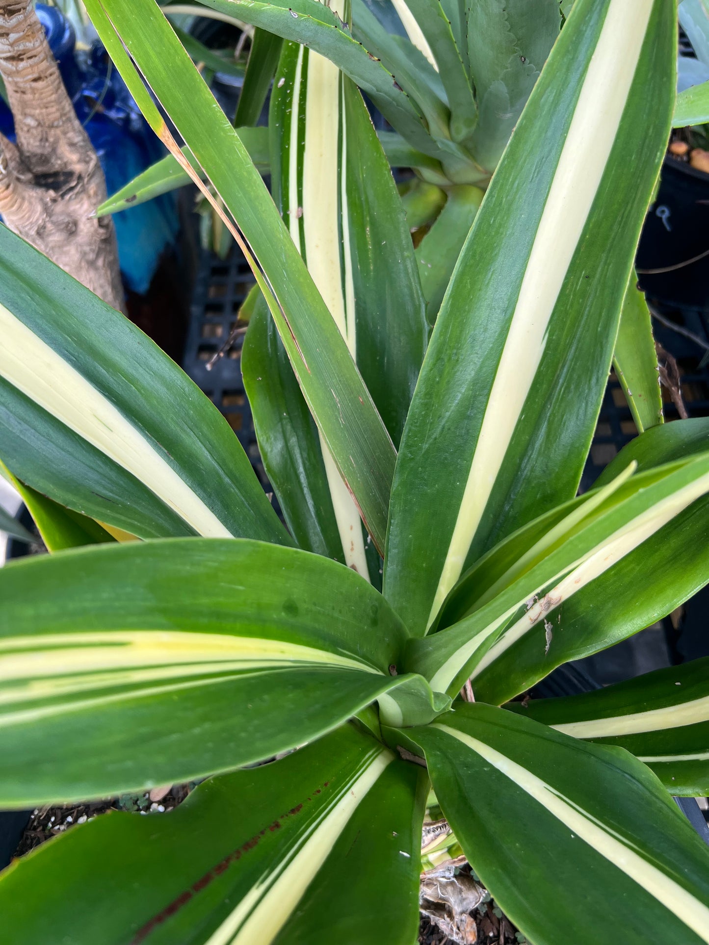 Agave False (Mediopicta)